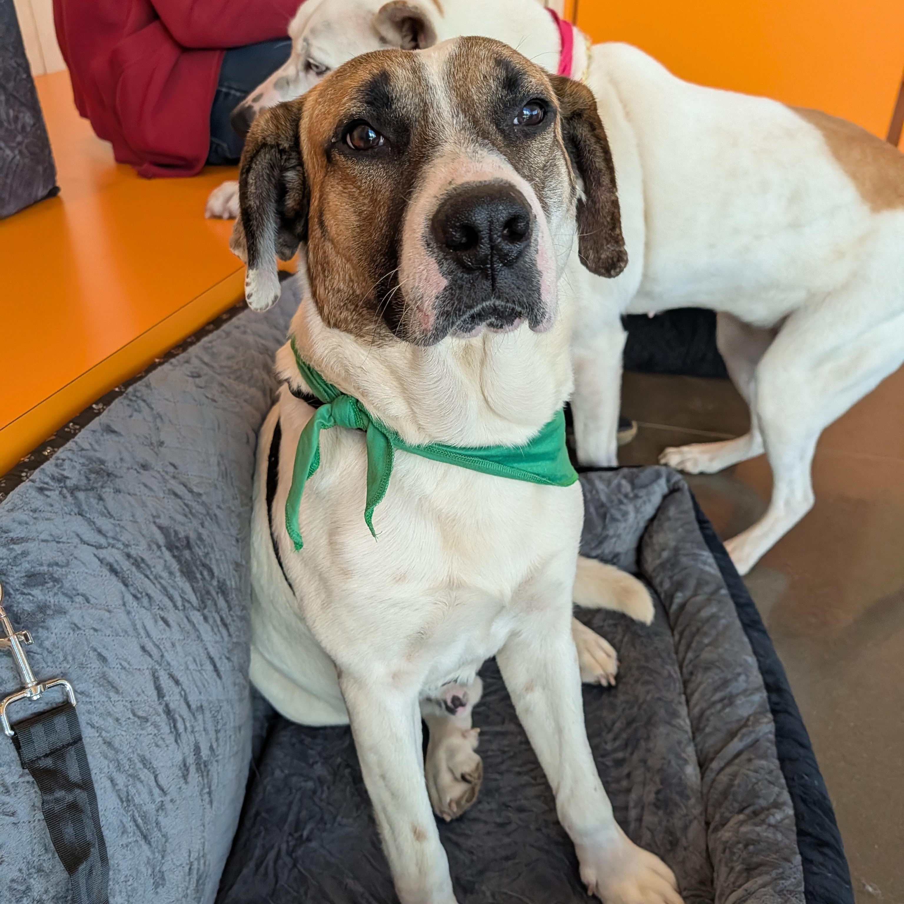 Enlarge Cooper, a ADOPTABLE mixed breed in Bella Vista, AR image 2/6