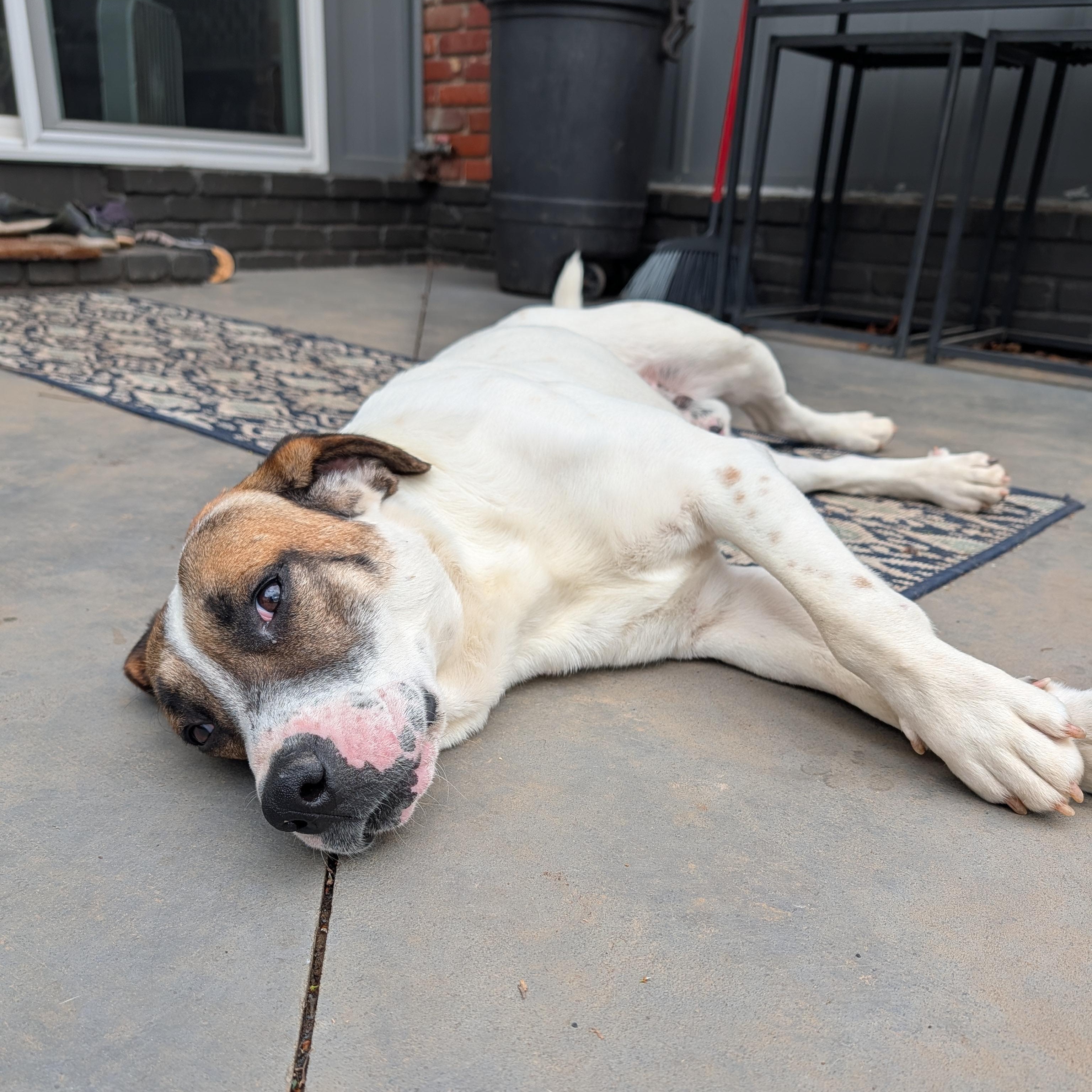 Enlarge Cooper, a ADOPTABLE mixed breed in Bella Vista, AR image 5/6