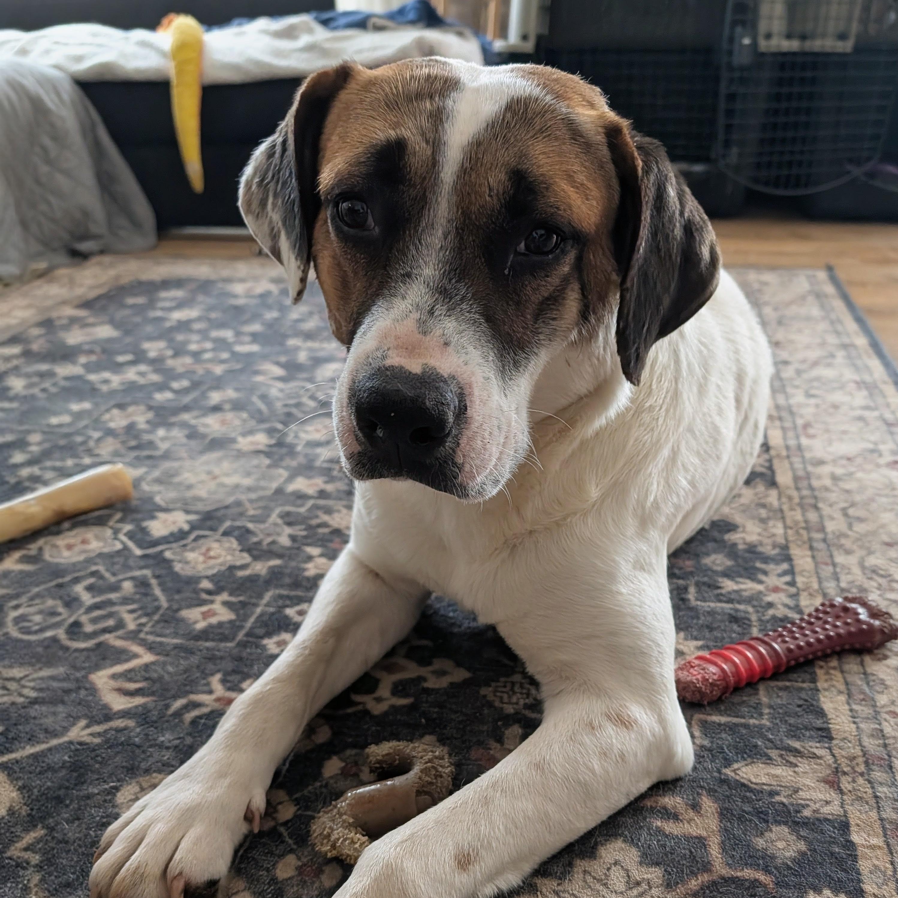 Enlarge Cooper, a ADOPTABLE mixed breed in Bella Vista, AR image 3/6