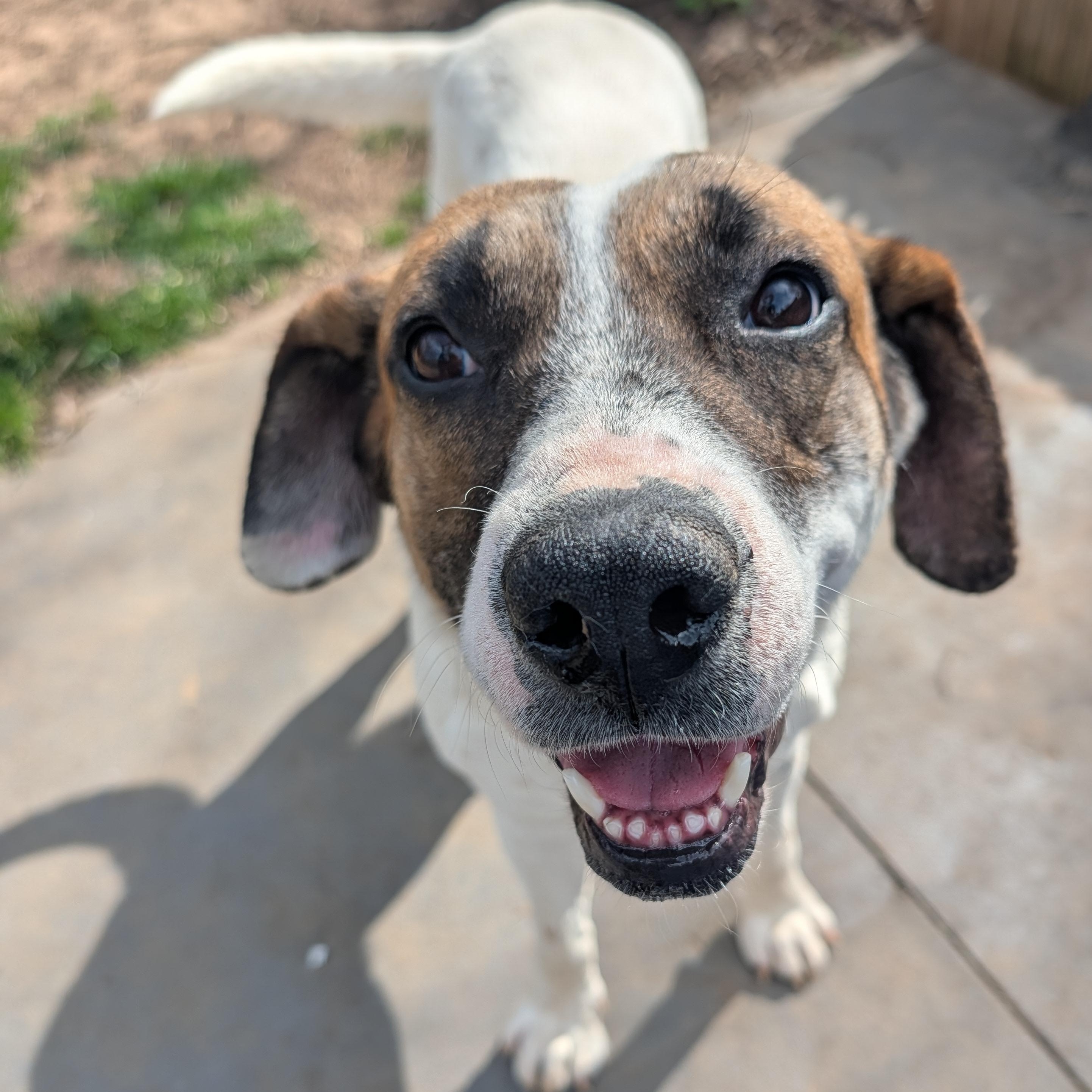Enlarge Cooper, a ADOPTABLE mixed breed in Bella Vista, AR image 1/6