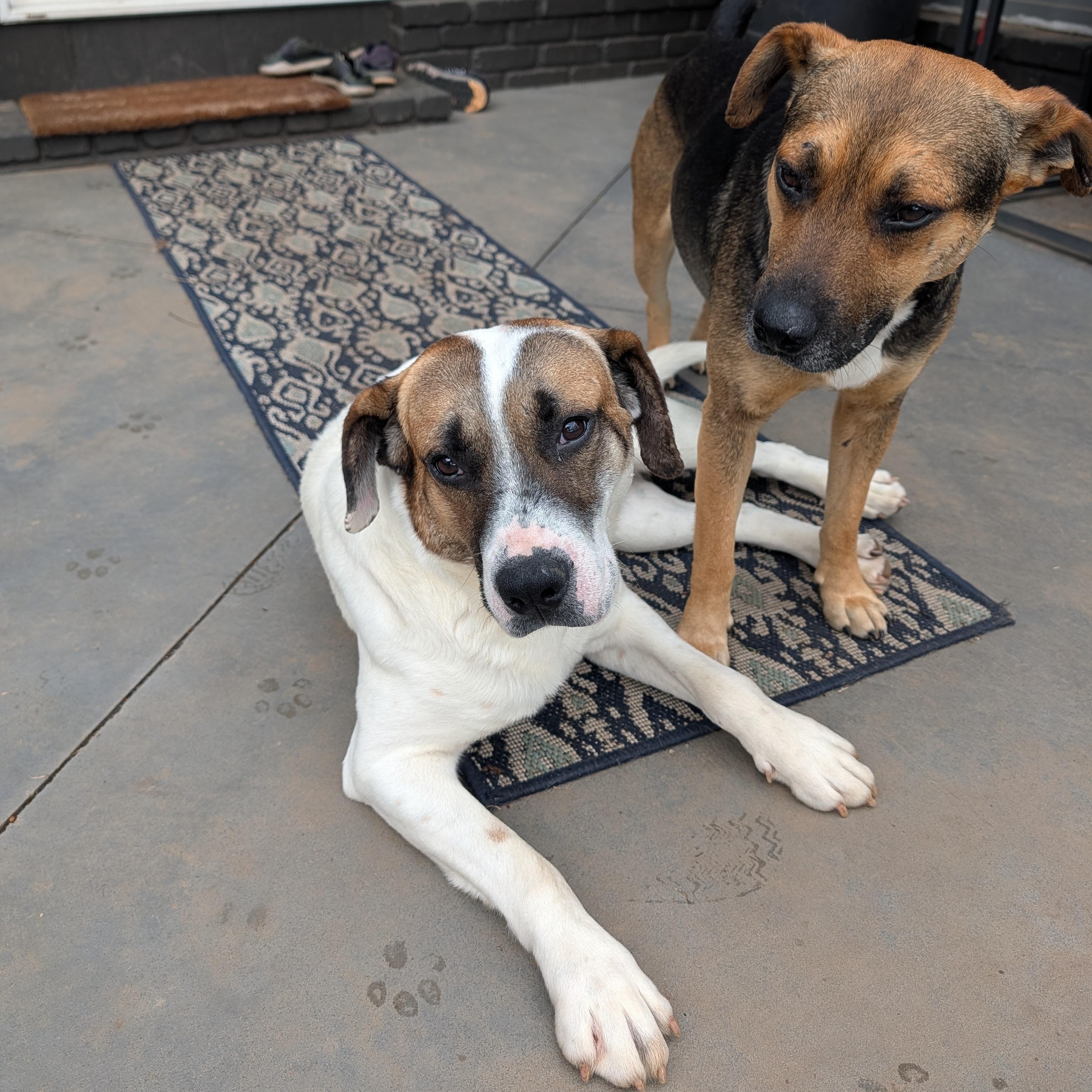 Enlarge Cooper, a ADOPTABLE mixed breed in Bella Vista, AR image 4/6