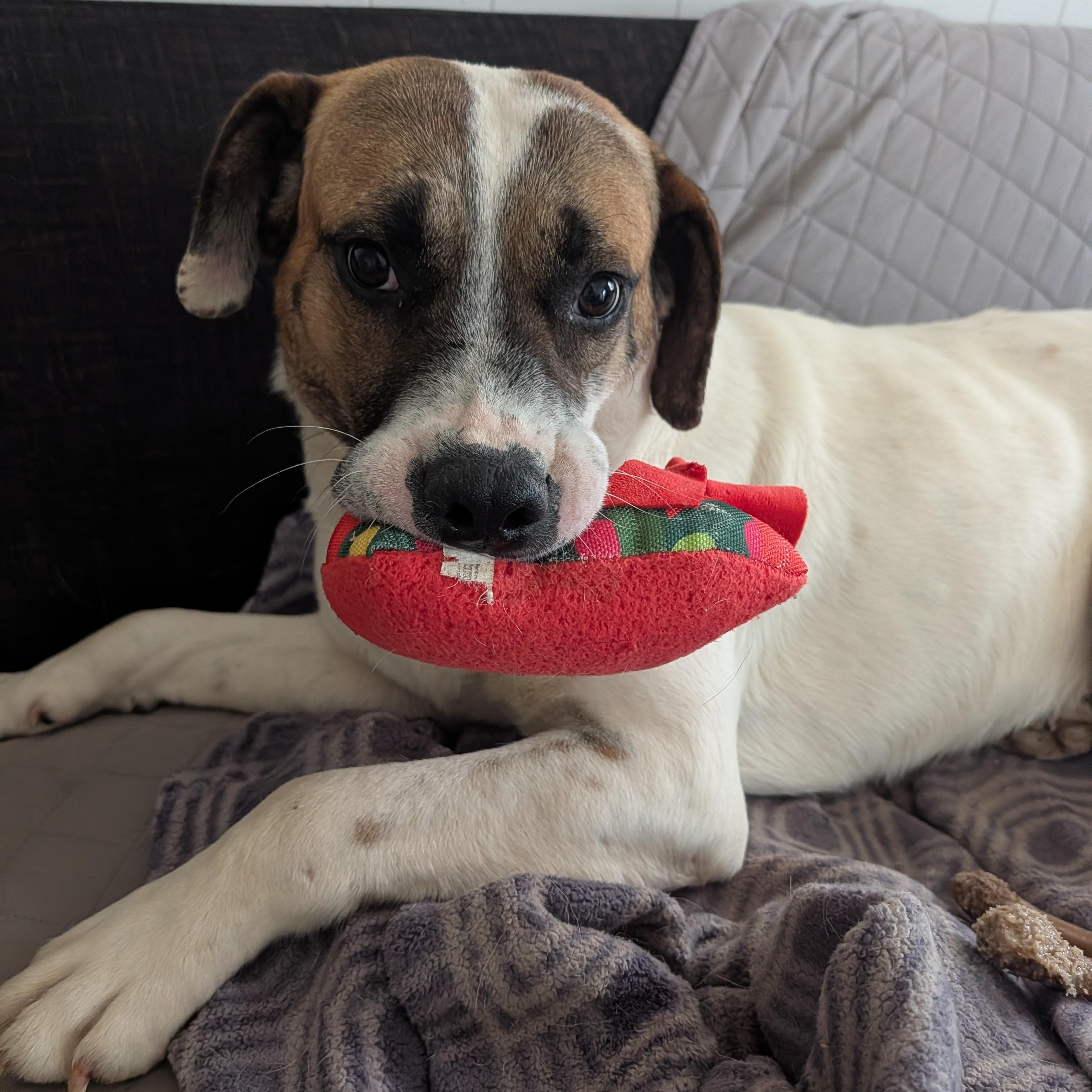 Enlarge Cooper, a ADOPTABLE mixed breed in Bella Vista, AR image 6/6