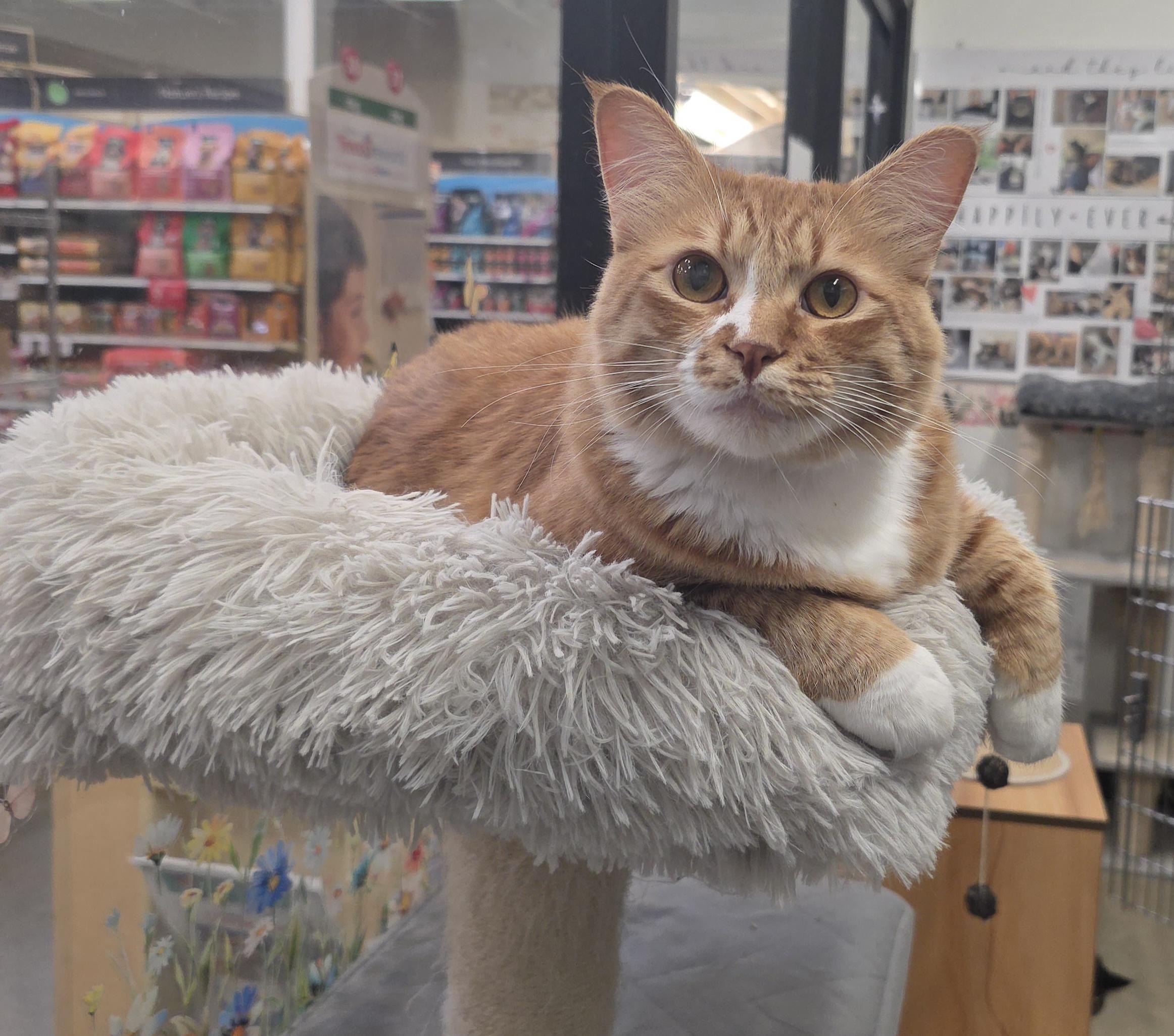 Enlarge Jesse, a Adoptable mixed breed in Mission Viejo, CA image 1/1