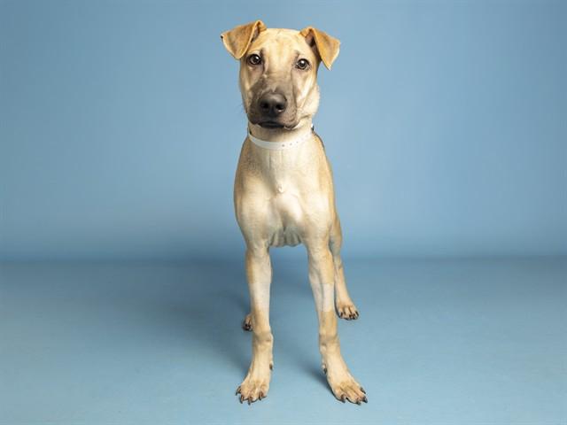 Enlarge BLITZ, a Adoptable mixed breed in Phoenix, AZ image 1/1