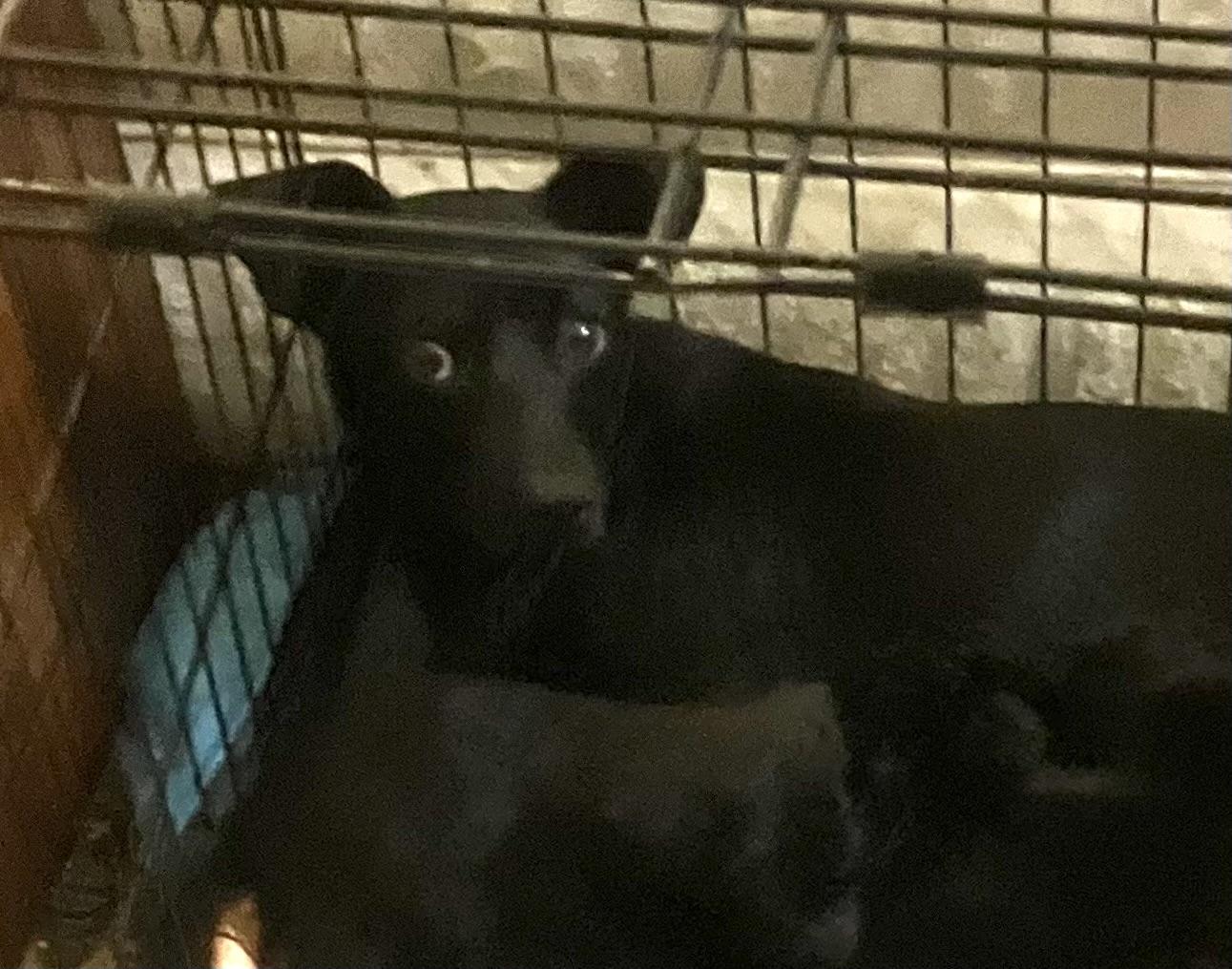 Patty, a Adoptable mixed breed in Henderson, NV image 2/2