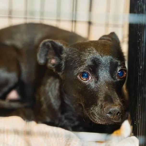 Patty, a Adoptable mixed breed in Henderson, NV image 1/2