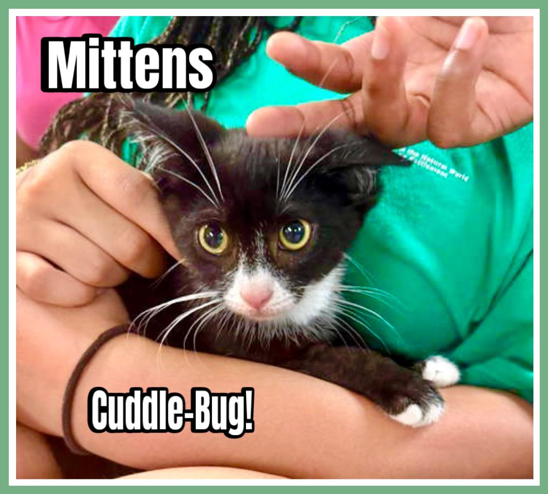 Mittens, Willow Grove Area, (FCID 06/17/2025-143)