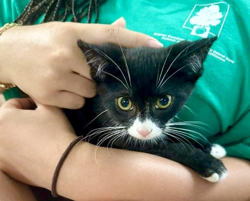 Mittens, Willow Grove Area, (FCID 06/17/2025-143)