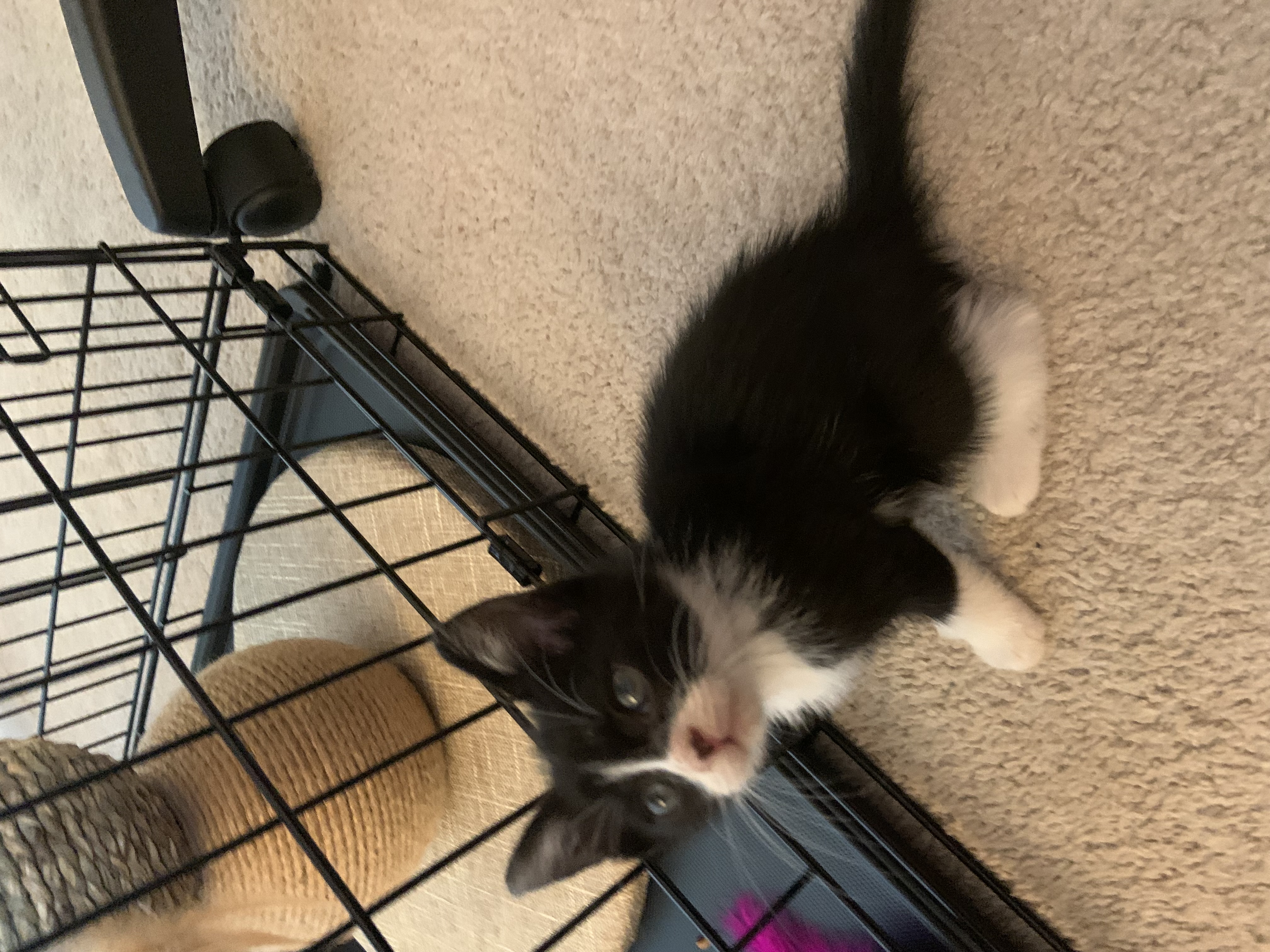 Enlarge Jack, a Adopted Domestic Short Hair in Maplewood, NJ image 3/5