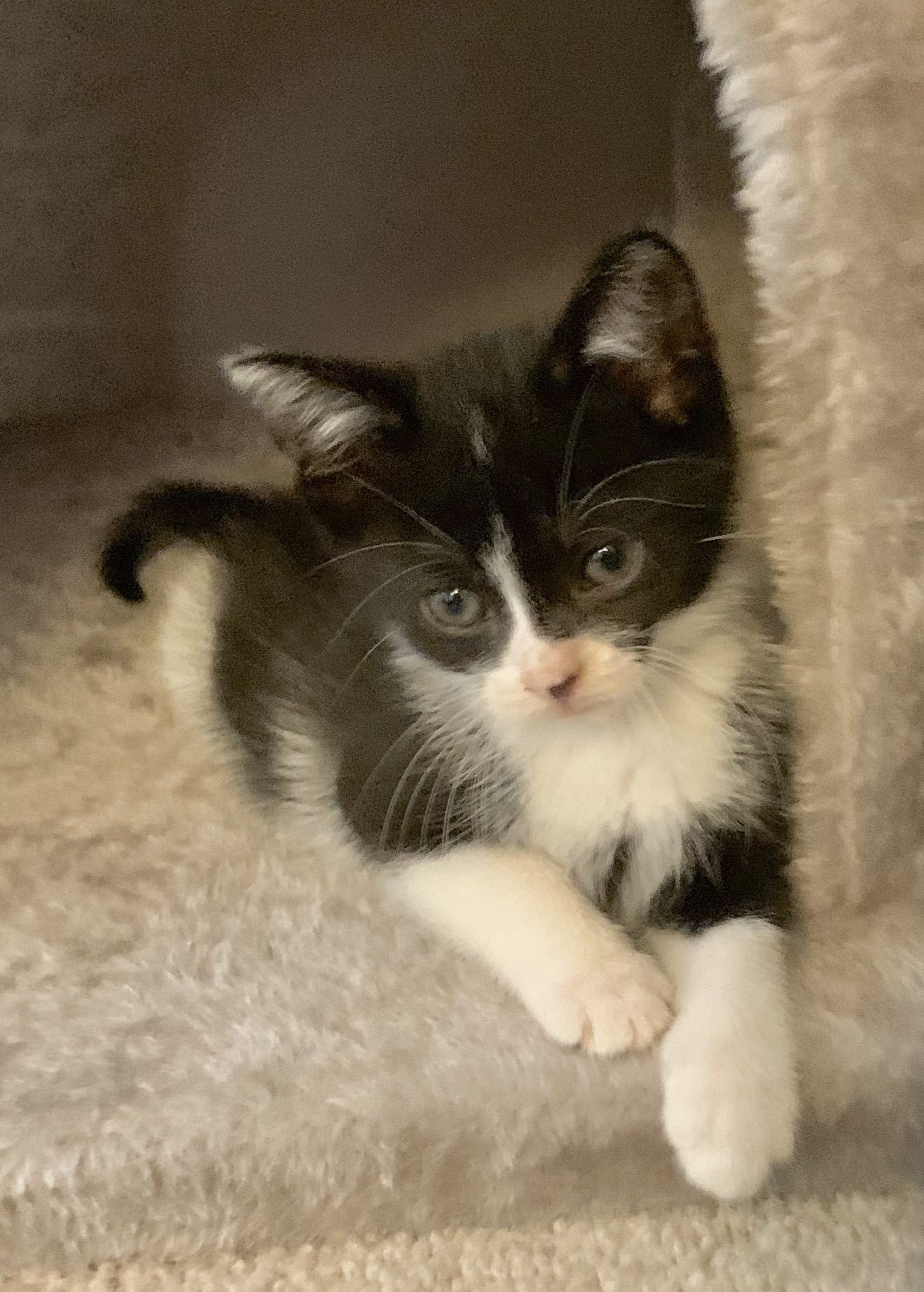 Enlarge Jack, a Adopted Domestic Short Hair in Maplewood, NJ image 1/5