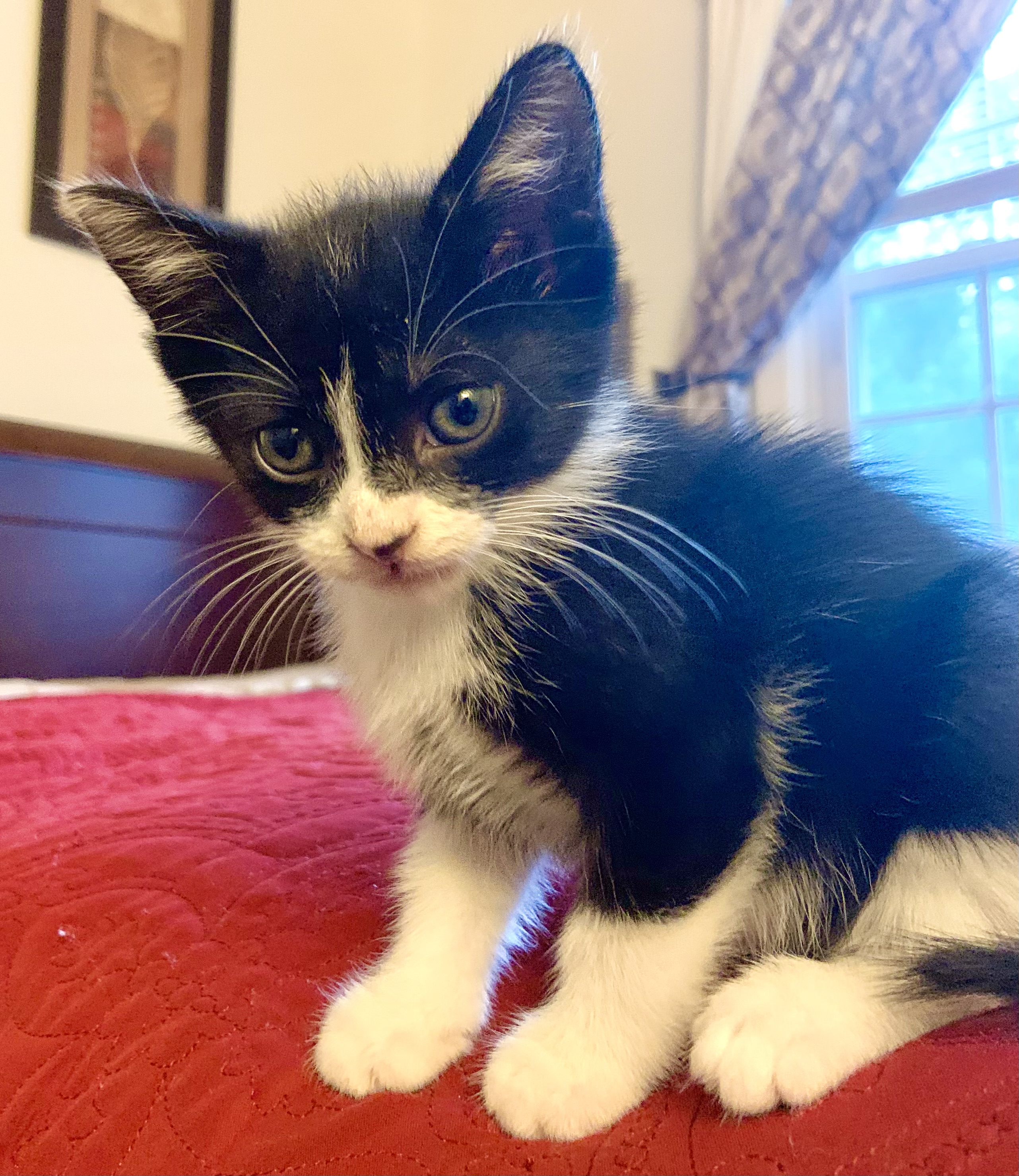 Enlarge Jack, a Adopted Domestic Short Hair in Maplewood, NJ image 2/5