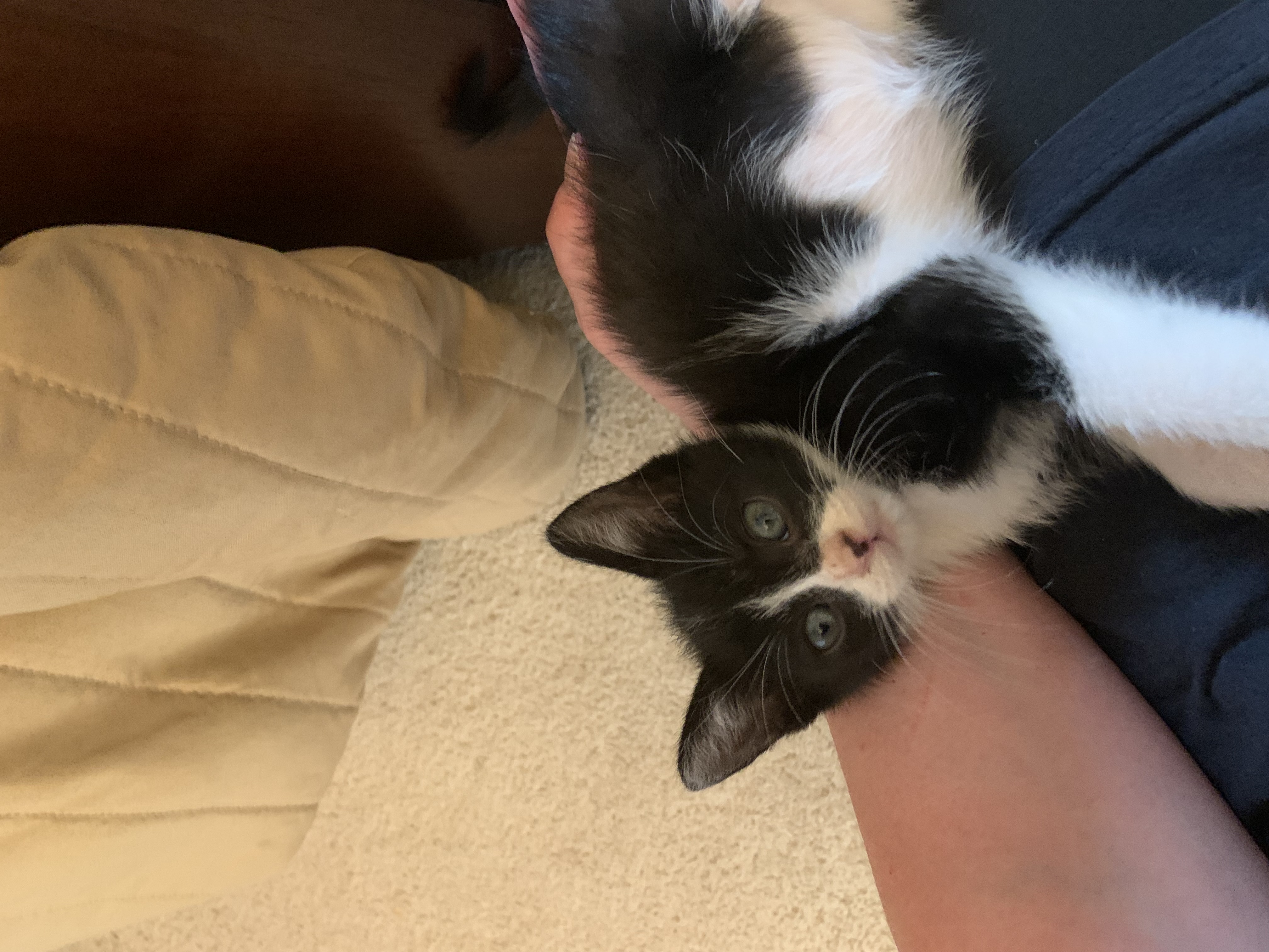 Enlarge Jack, a Adopted Domestic Short Hair in Maplewood, NJ image 4/5