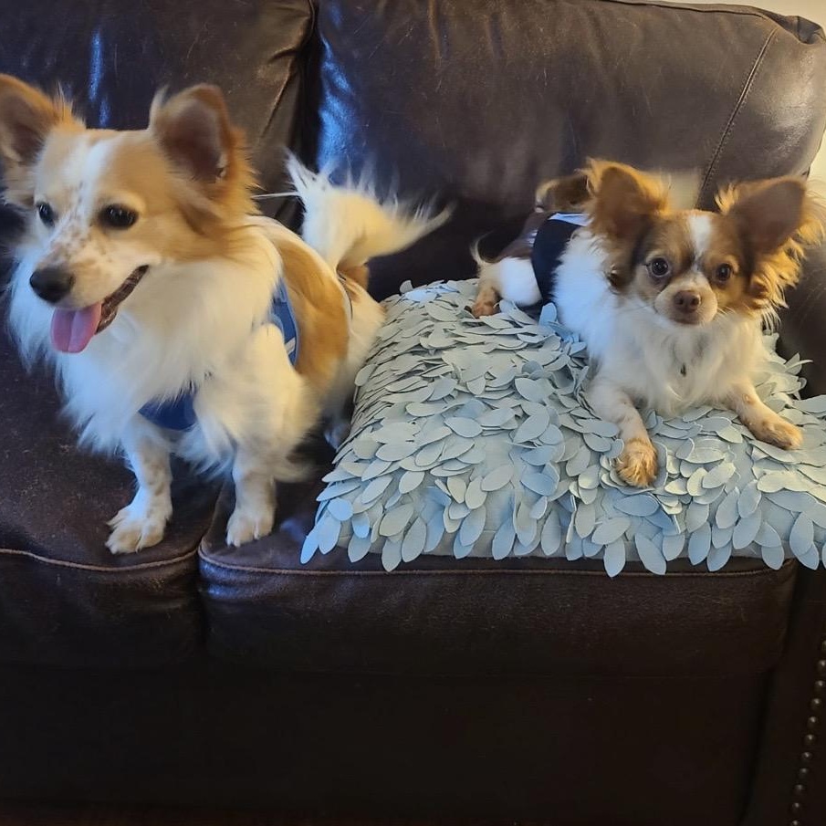 Enlarge Goofy Gizmo, a ADOPTABLE Papillon in Alexandria, VA image 3/4