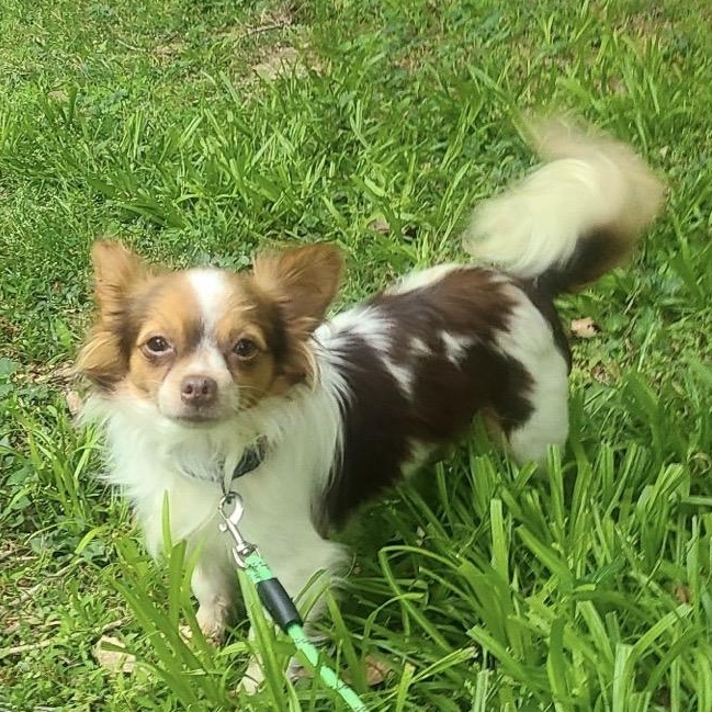 Enlarge Goofy Gizmo, a ADOPTABLE Papillon in Alexandria, VA image 2/4
