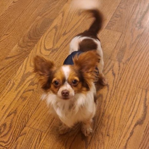 Enlarge Goofy Gizmo, a ADOPTABLE Papillon in Alexandria, VA image 1/4