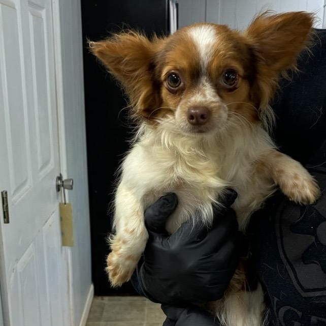 Enlarge Goofy Gizmo, a ADOPTABLE Papillon in Alexandria, VA image 4/4
