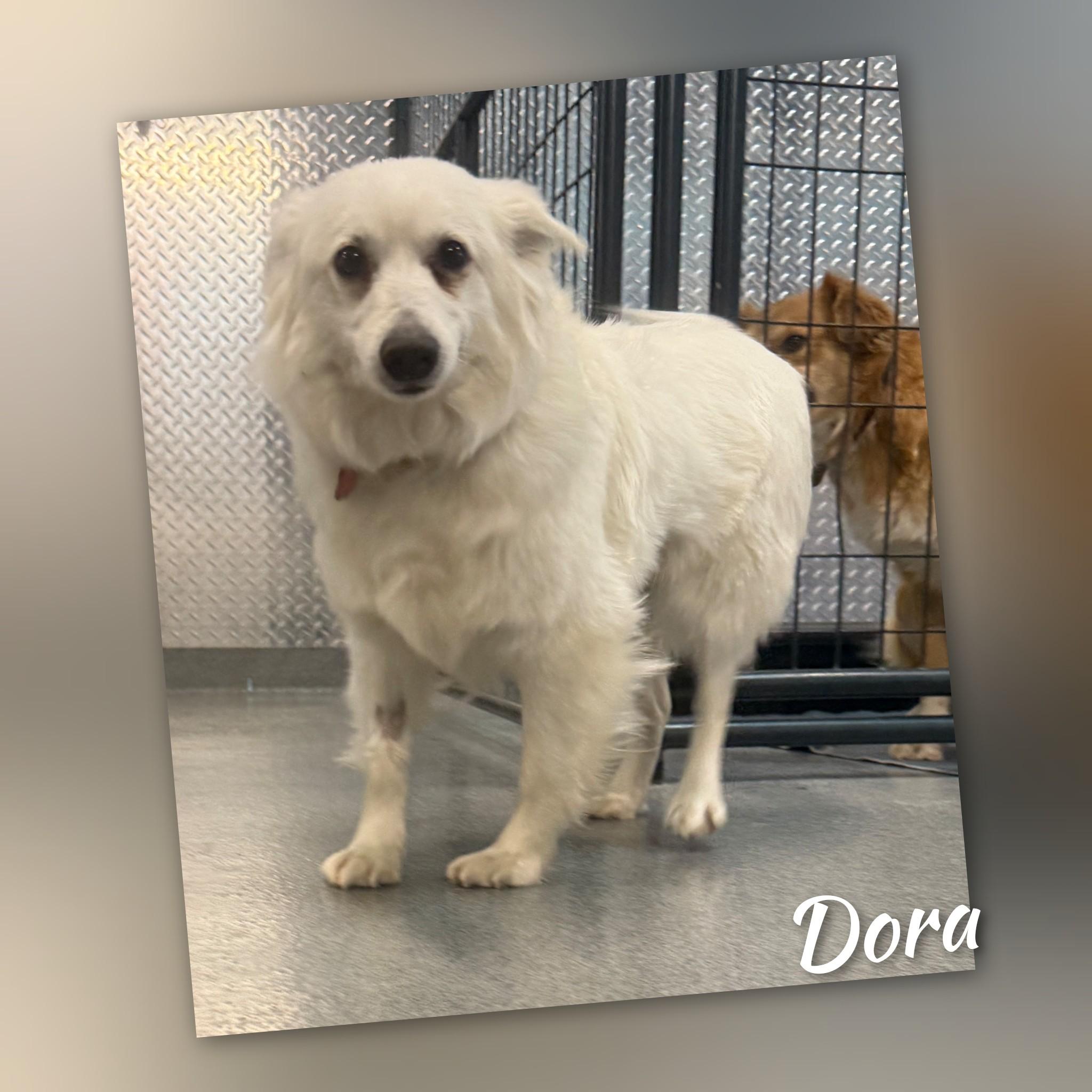 Dora, adopted, Adult Female American Eskimo Dog.