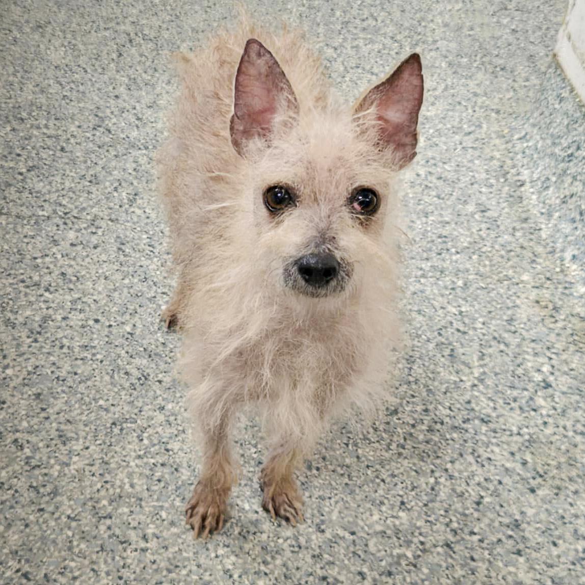 Sanders, a Adoptable mixed breed in Huntley, IL image 2/6