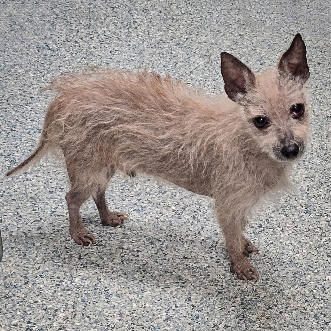 Sanders, a Adoptable mixed breed in Huntley, IL image 3/6