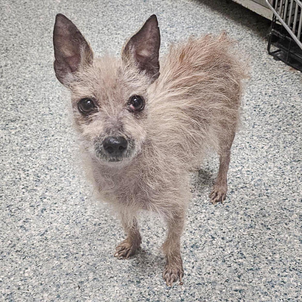 Sanders, a Adoptable mixed breed in Huntley, IL image 4/6