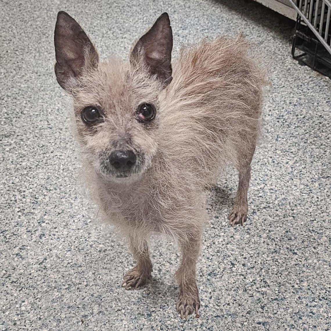 Sanders, a Adoptable mixed breed in Huntley, IL image 5/6