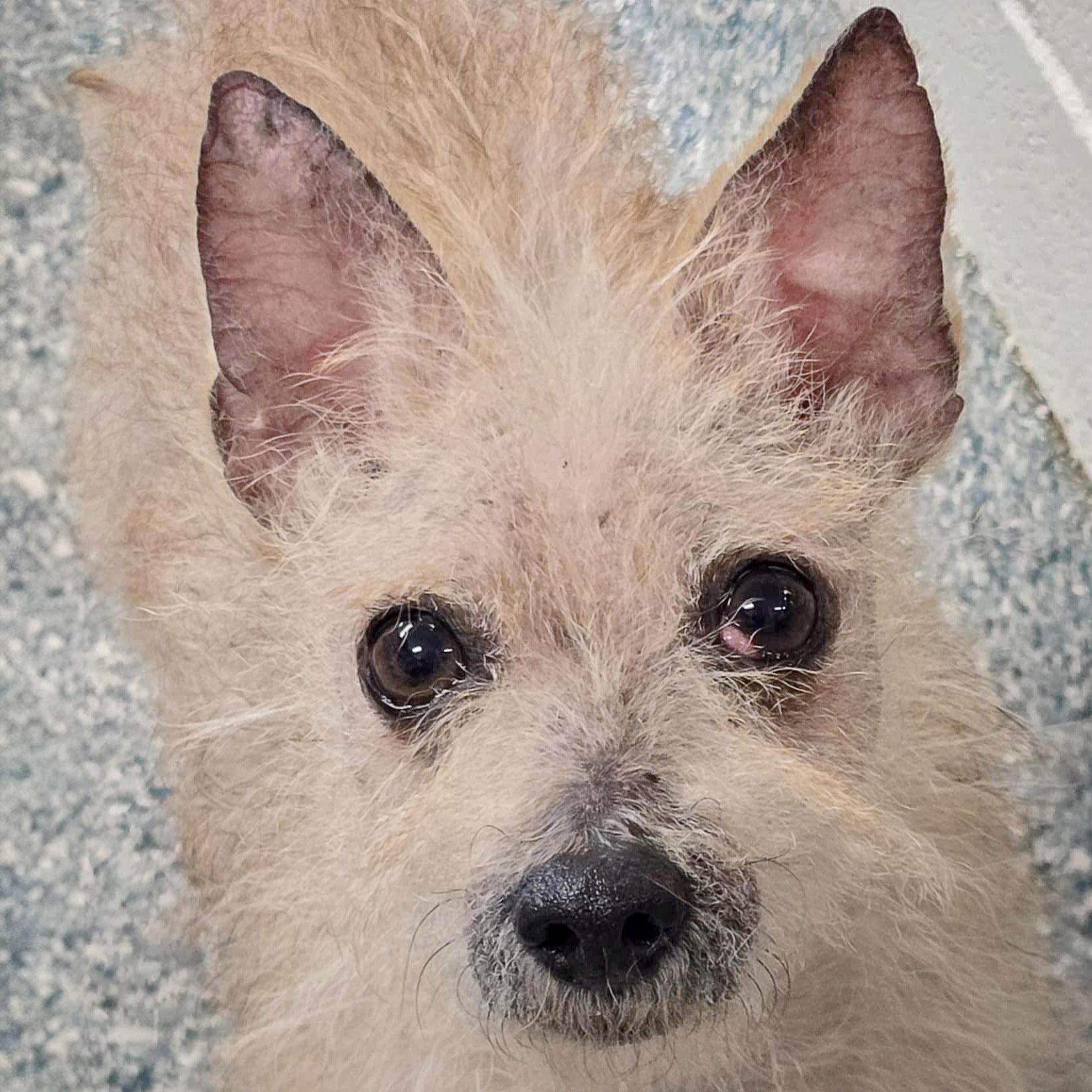 Sanders, a Adoptable mixed breed in Huntley, IL image 1/6