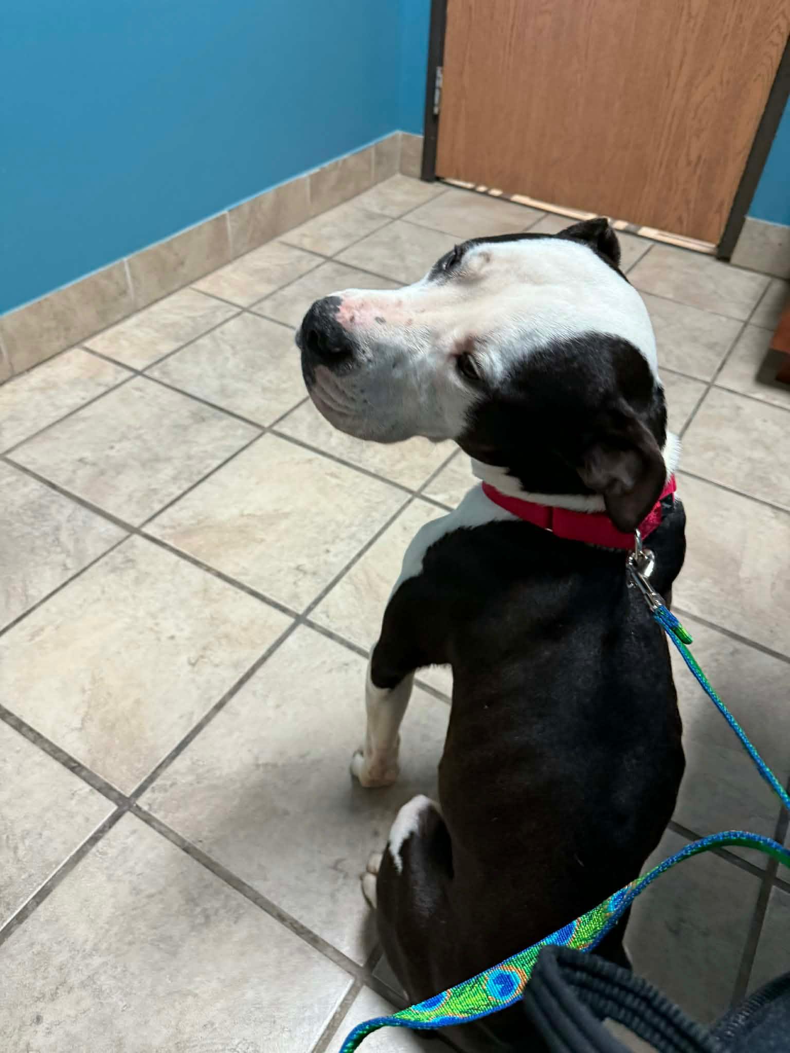 Enlarge Matthew, a ADOPTABLE mixed breed in Pleasant Ridge, MI image 2/3