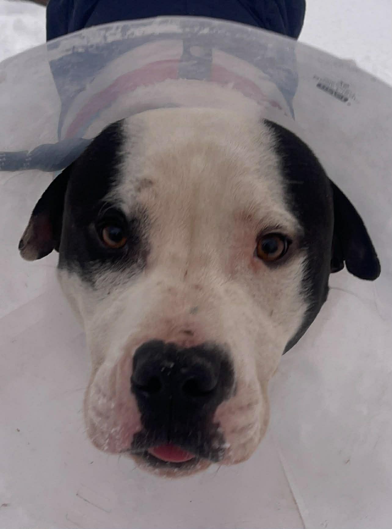 Matthew, ADOPTABLE, Young Male Pit Bull Terrier.