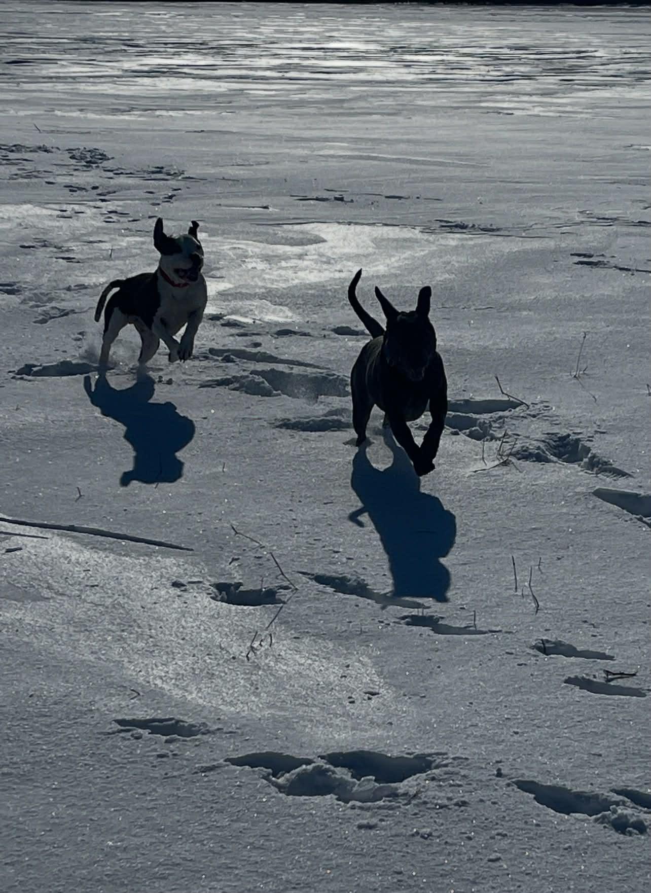 Enlarge Matthew, a ADOPTABLE Mixed Breed in Pleasant Ridge, MI image 3/5