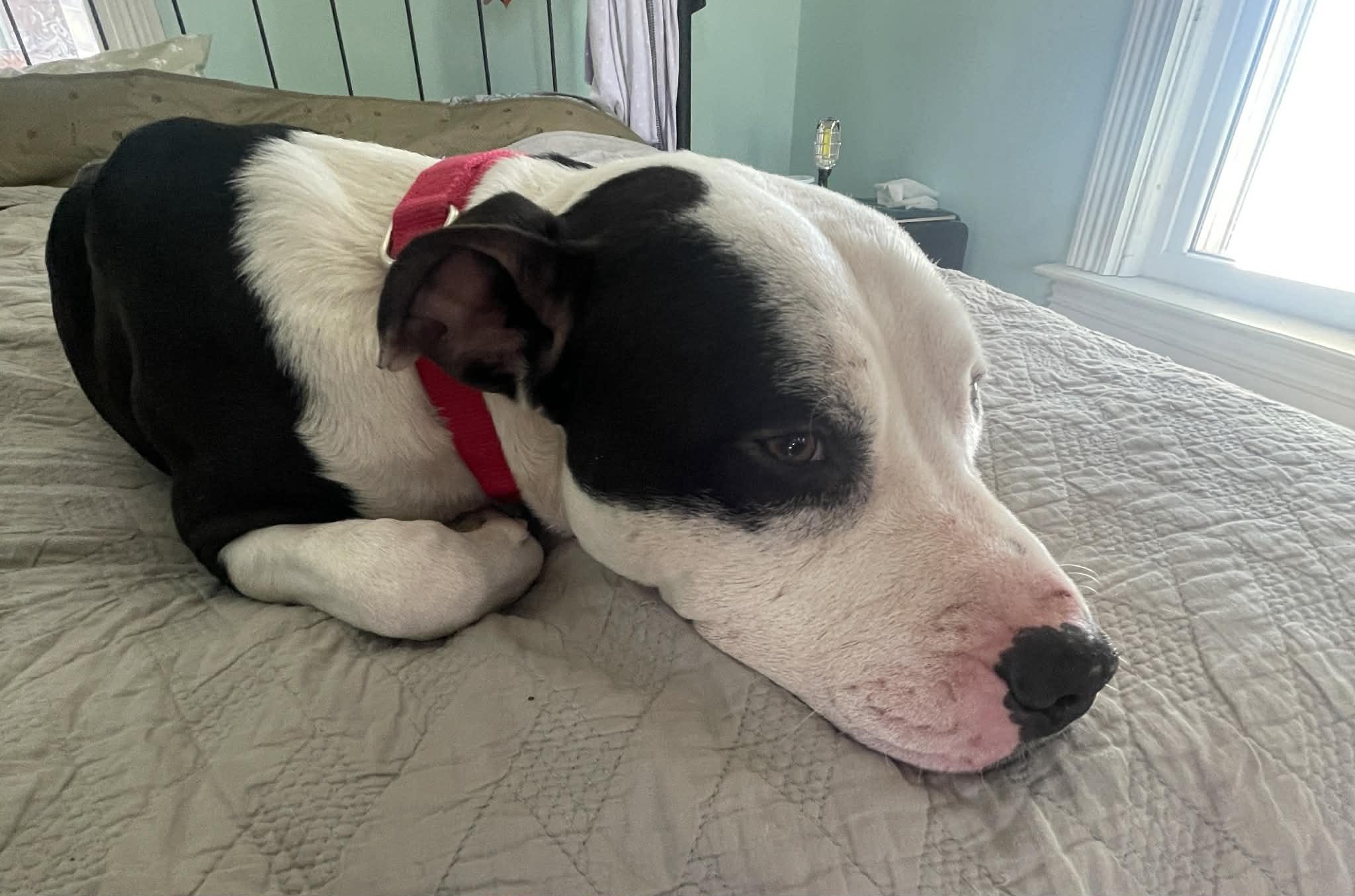 Enlarge Matthew, a ADOPTABLE Mixed Breed in Pleasant Ridge, MI image 4/5