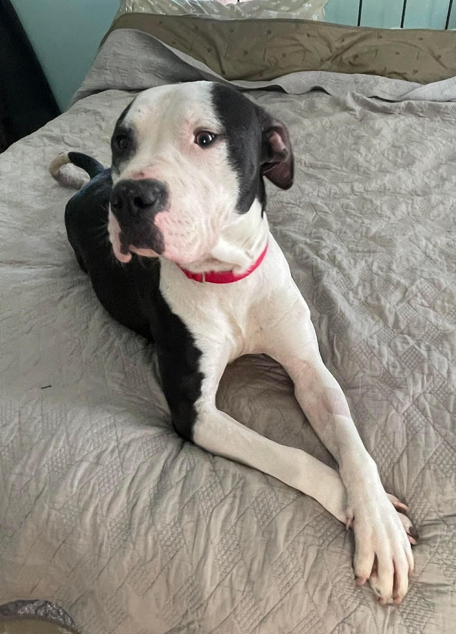 Enlarge Matthew, a ADOPTABLE Mixed Breed in Pleasant Ridge, MI image 1/5