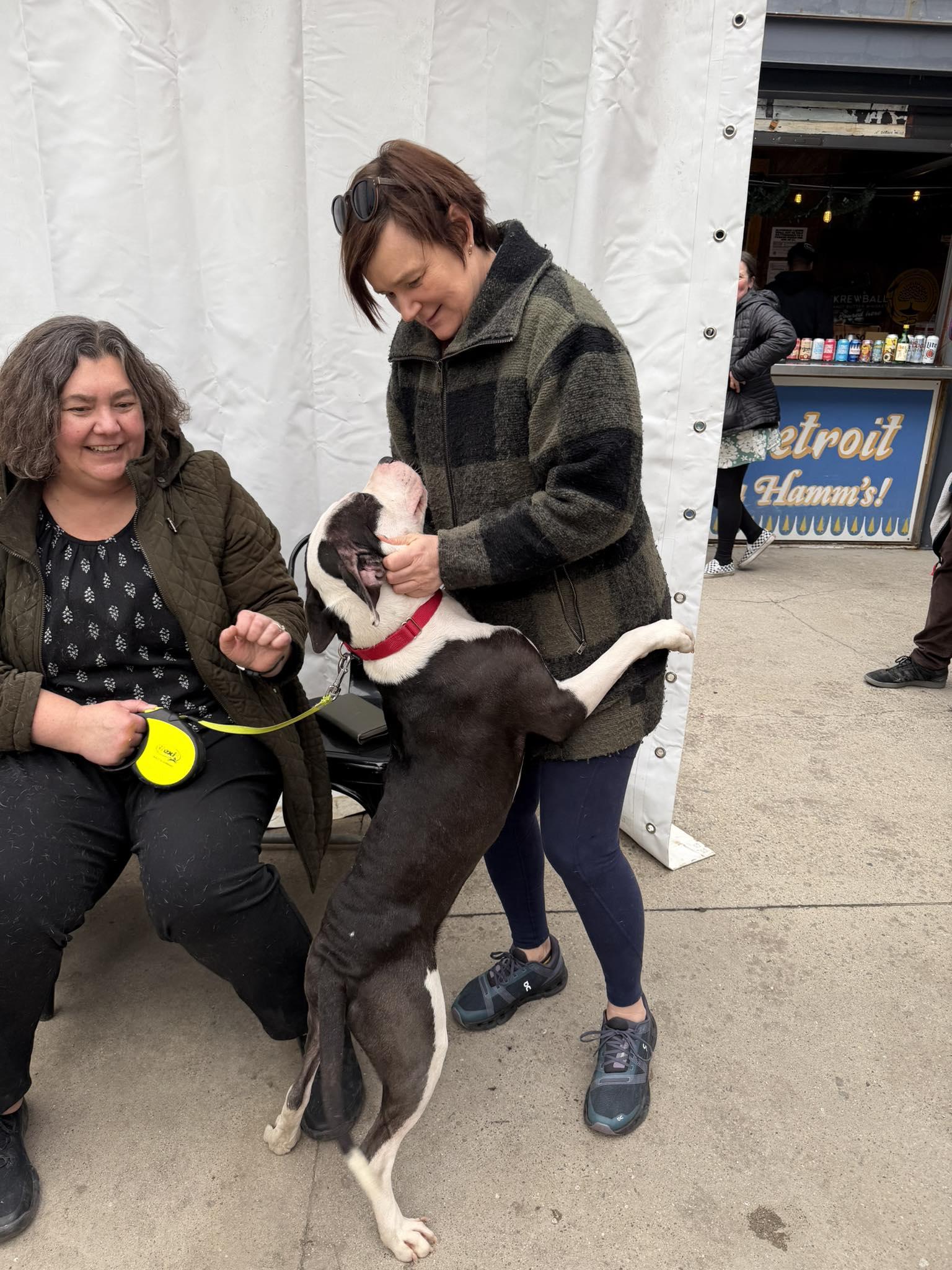 Enlarge Matthew, a ADOPTABLE Mixed Breed in Pleasant Ridge, MI image 2/5