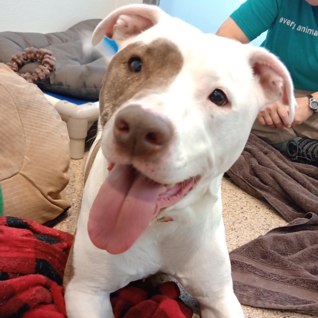 Strawberry, Adoptable, Adult Female Mixed Breed.