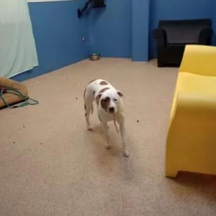 Enlarge Strawberry, a Adoptable Mixed Breed in Houston, TX image 2/2