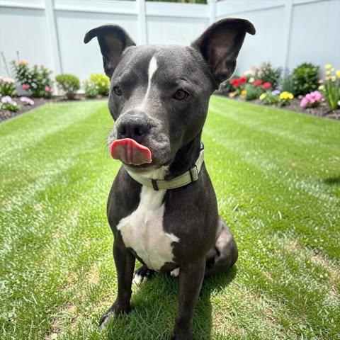 Enlarge Pikachu, a Adoptable mixed breed in Benton Harbor, MI image 6/6