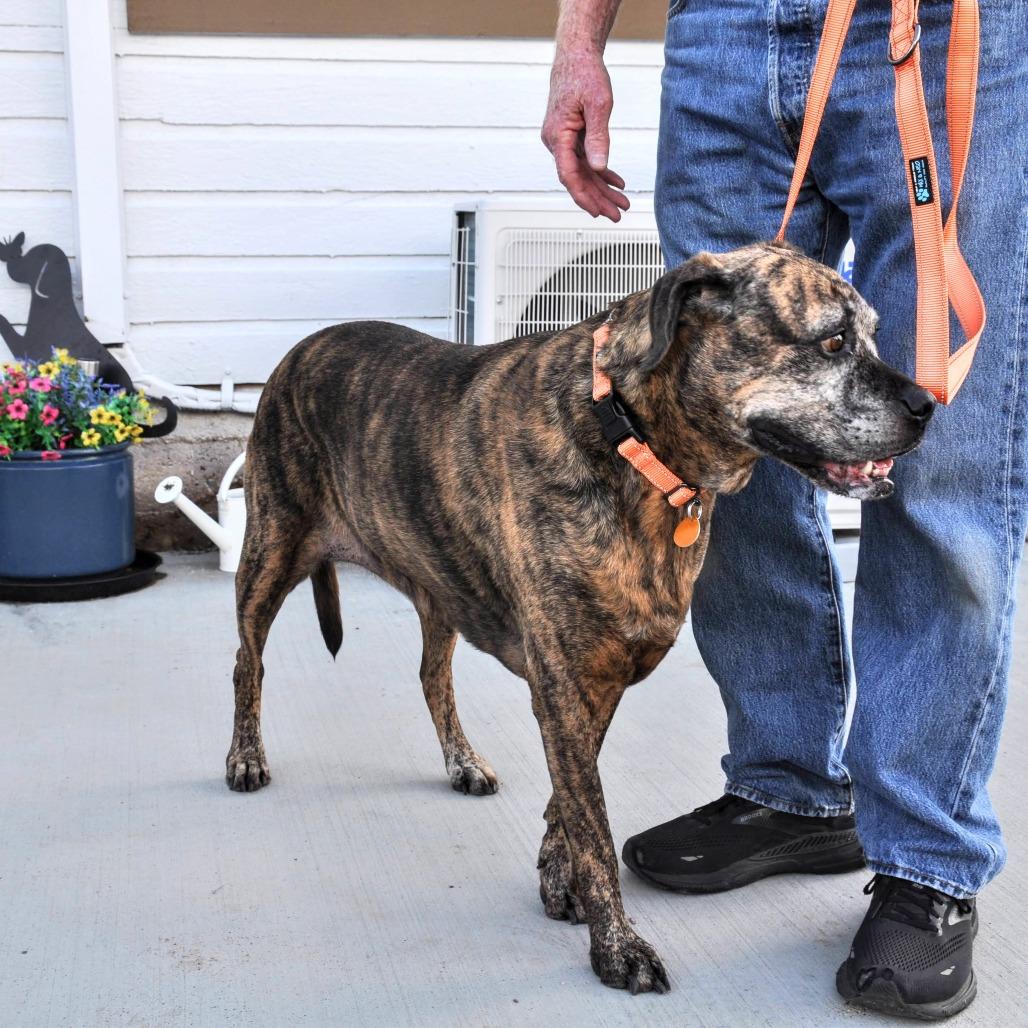 DeeDee, Adoptable, Senior Female Mixed Breed.
