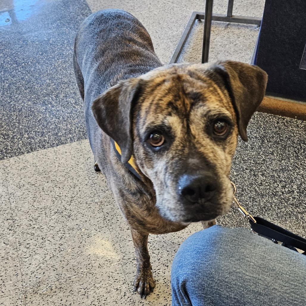 DeeDee, a Adoptable Mixed Breed in Prescott, AZ image 1/6