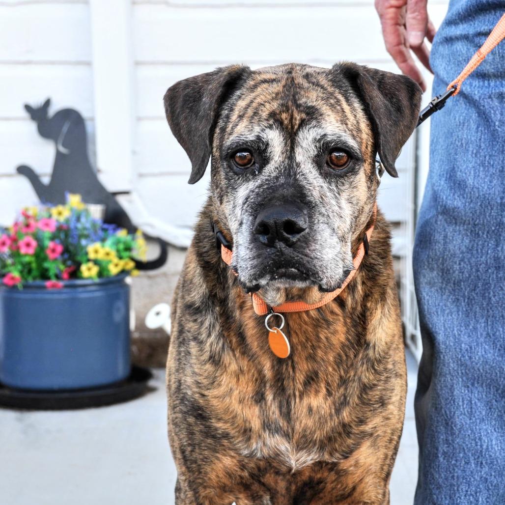 DeeDee, a Adoptable Mixed Breed in Prescott, AZ image 2/6