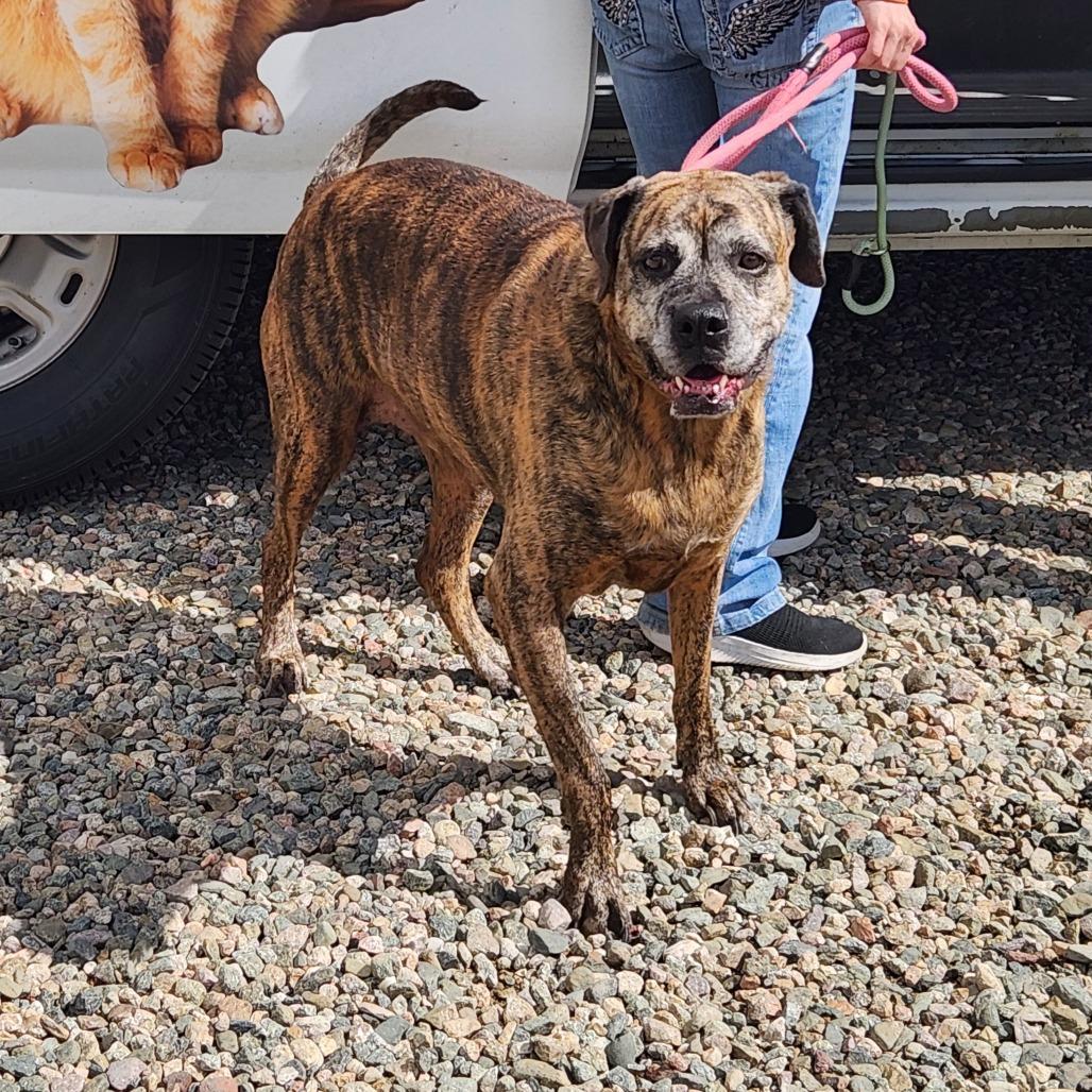 DeeDee, a Adoptable Mixed Breed in Prescott, AZ image 3/6