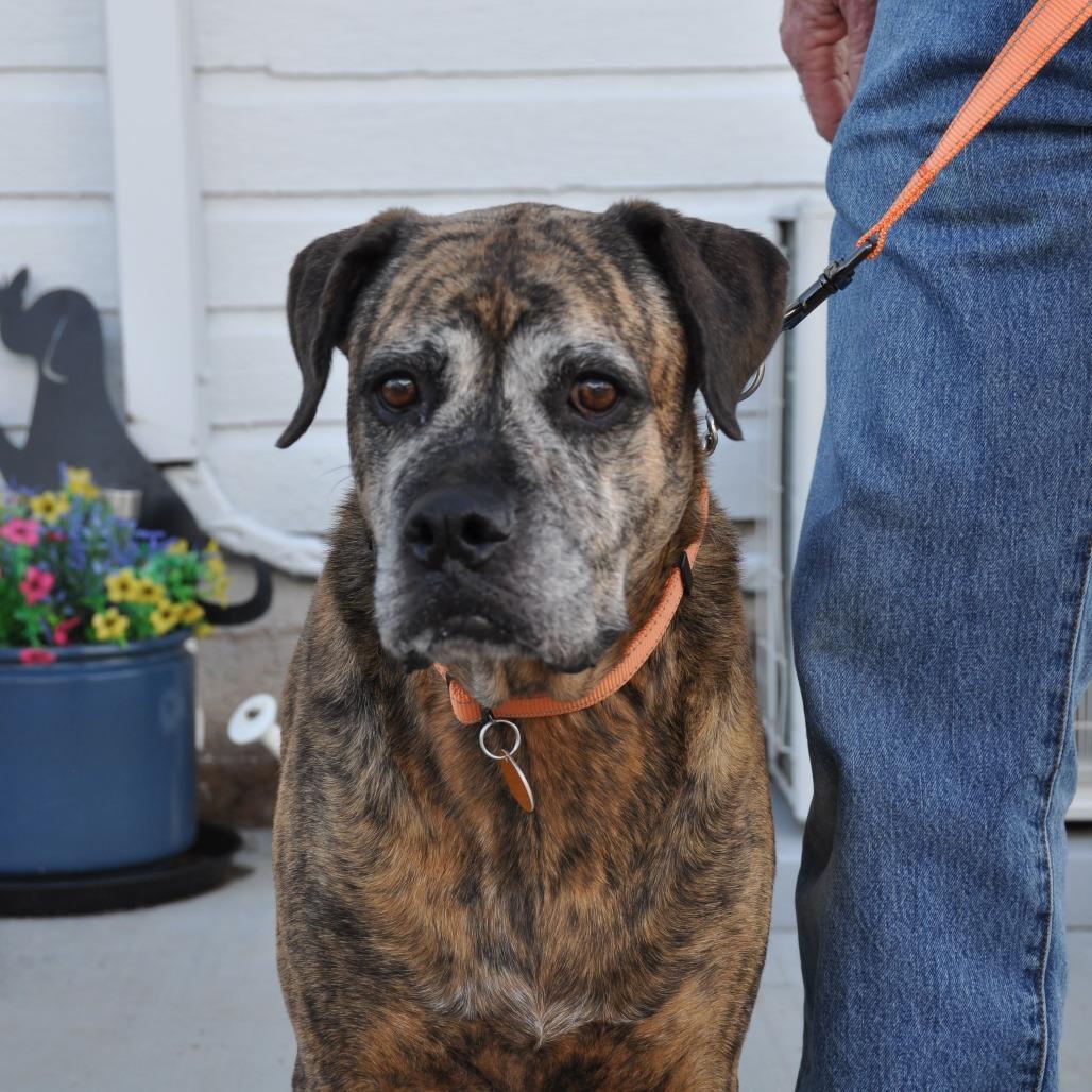 DeeDee, a Adoptable Mixed Breed in Prescott, AZ image 4/6