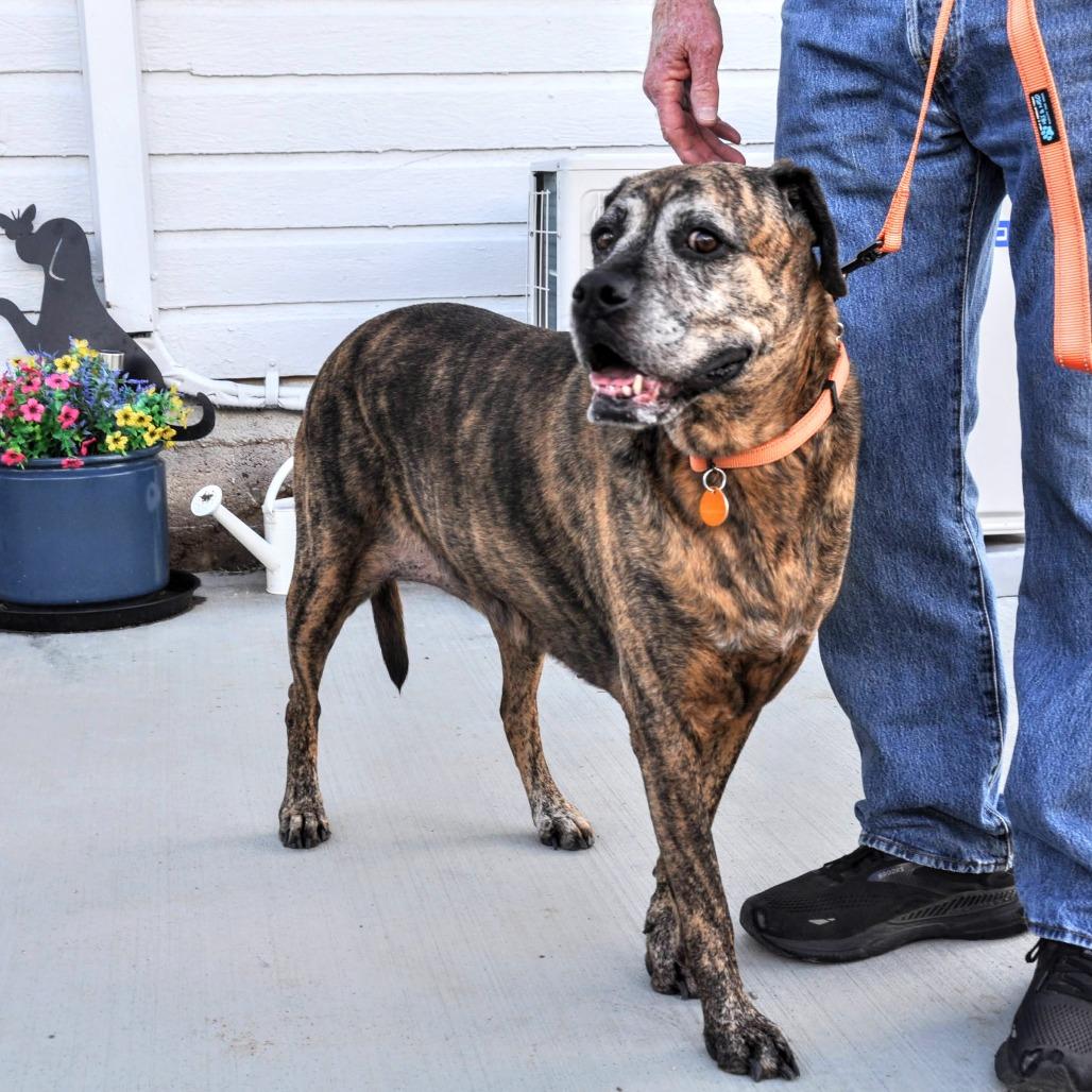DeeDee, a Adoptable Mixed Breed in Prescott, AZ image 6/6