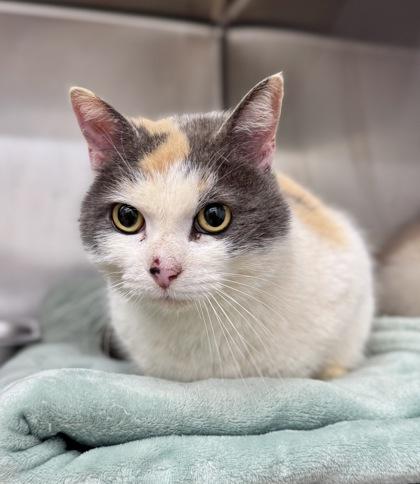 Enlarge Blossom, a ADOPTABLE Calico in Bishop, GA image 1/1