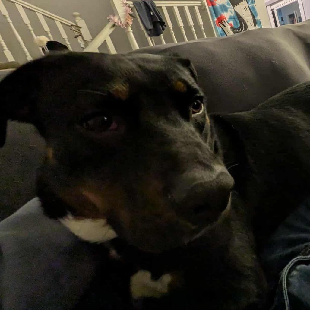 Pancake, Adoptable, Adult Female Labrador Retriever & Mixed Breed.