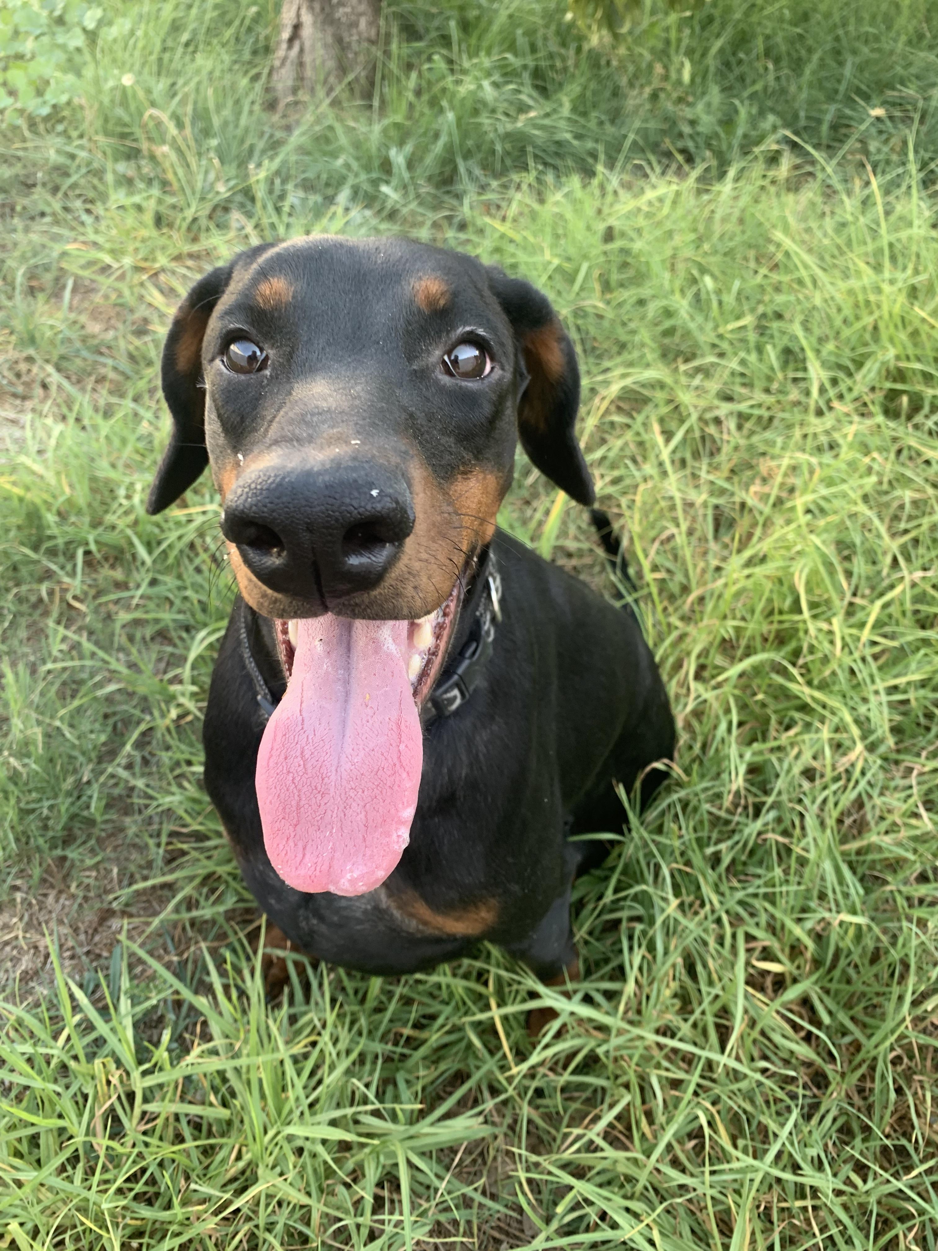 Enlarge SABRINA, a ADOPTABLE Doberman Pinscher in Los Angeles, CA image 3/3