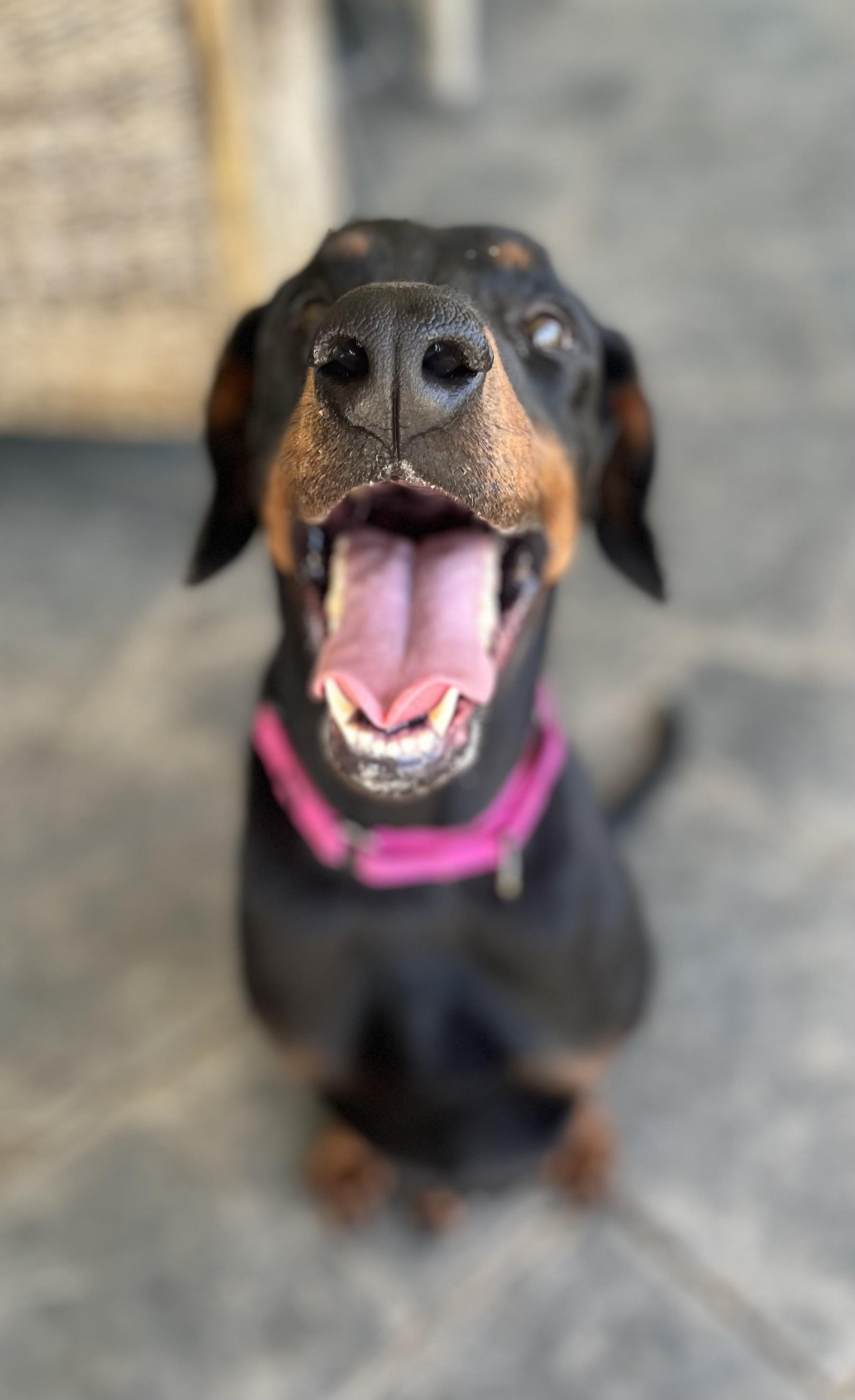 Enlarge SABRINA, a ADOPTABLE Doberman Pinscher in Los Angeles, CA image 2/3