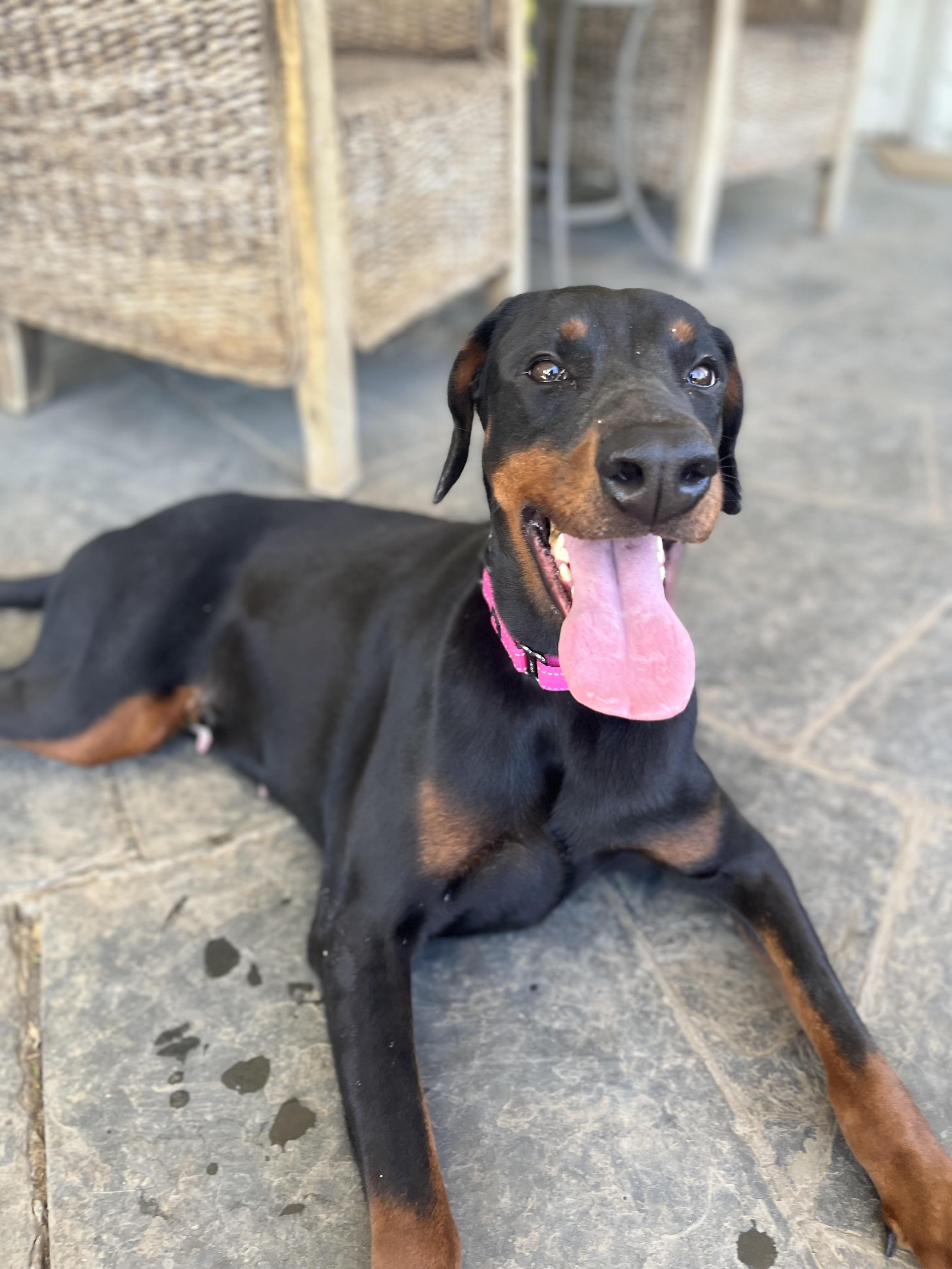 SABRINA, ADOPTABLE, Adult Female Doberman Pinscher.