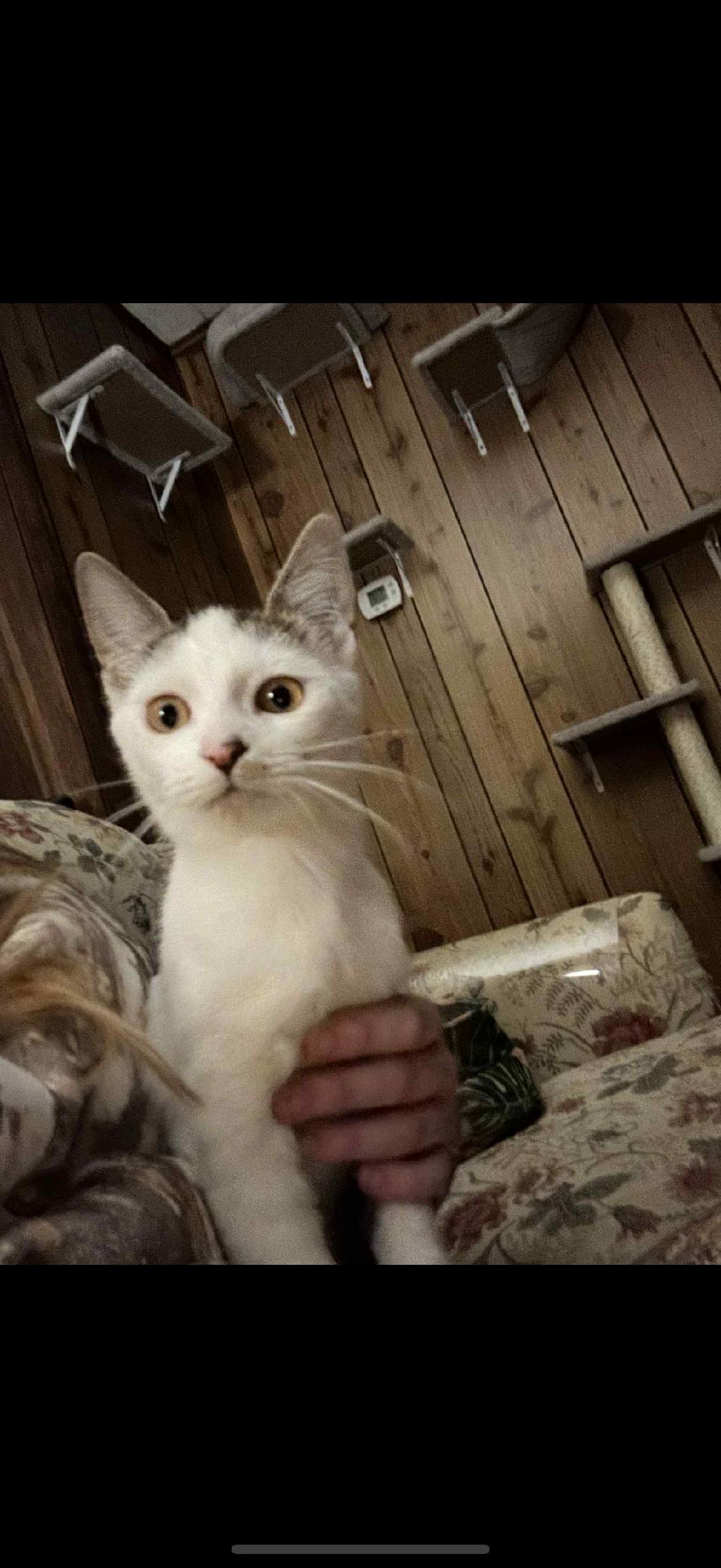 TY, Adoptable, Young Male Domestic Short Hair.