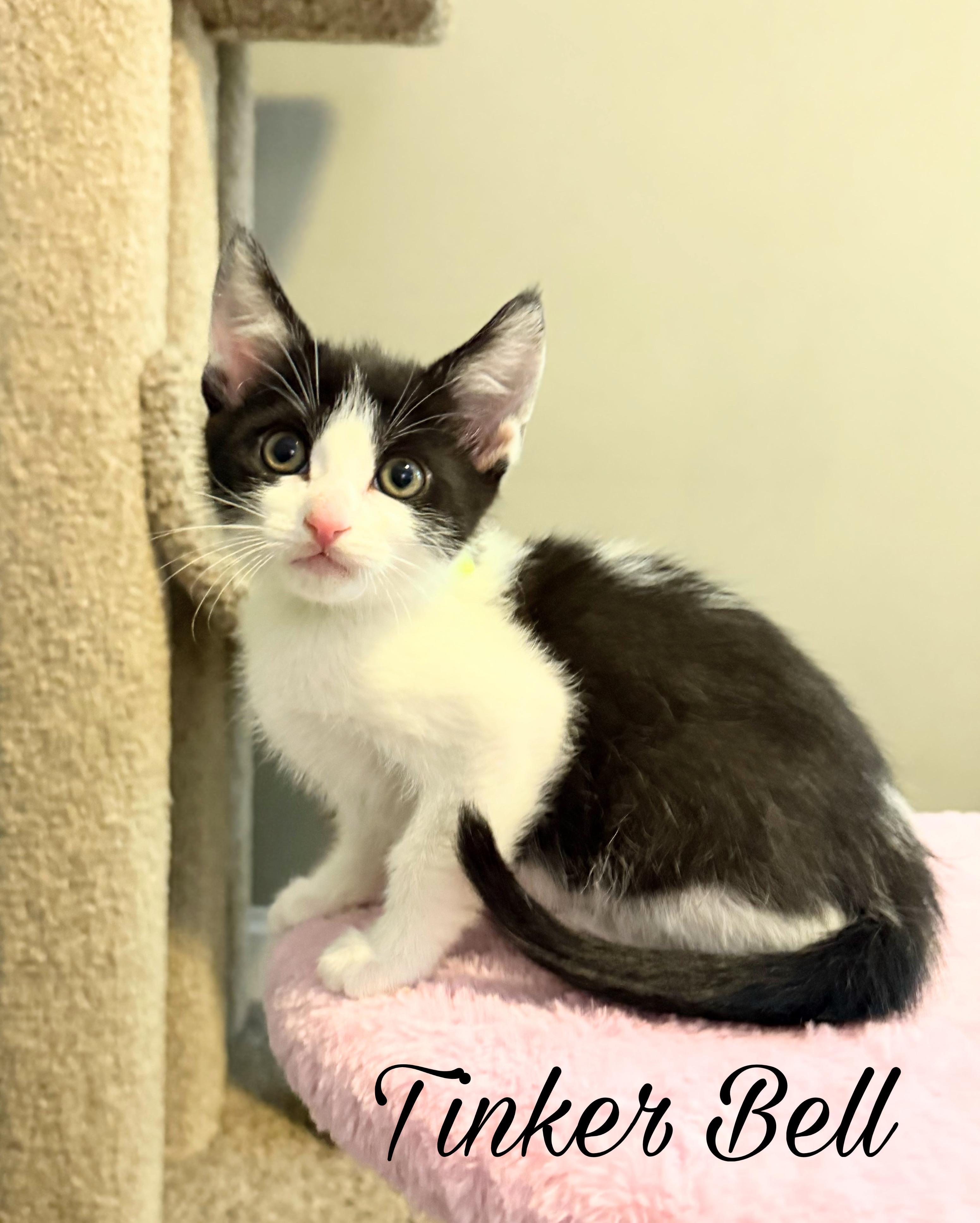 Tinkerbell, a ADOPTABLE Domestic Short Hair in Murfreesboro, TN image 2/2
