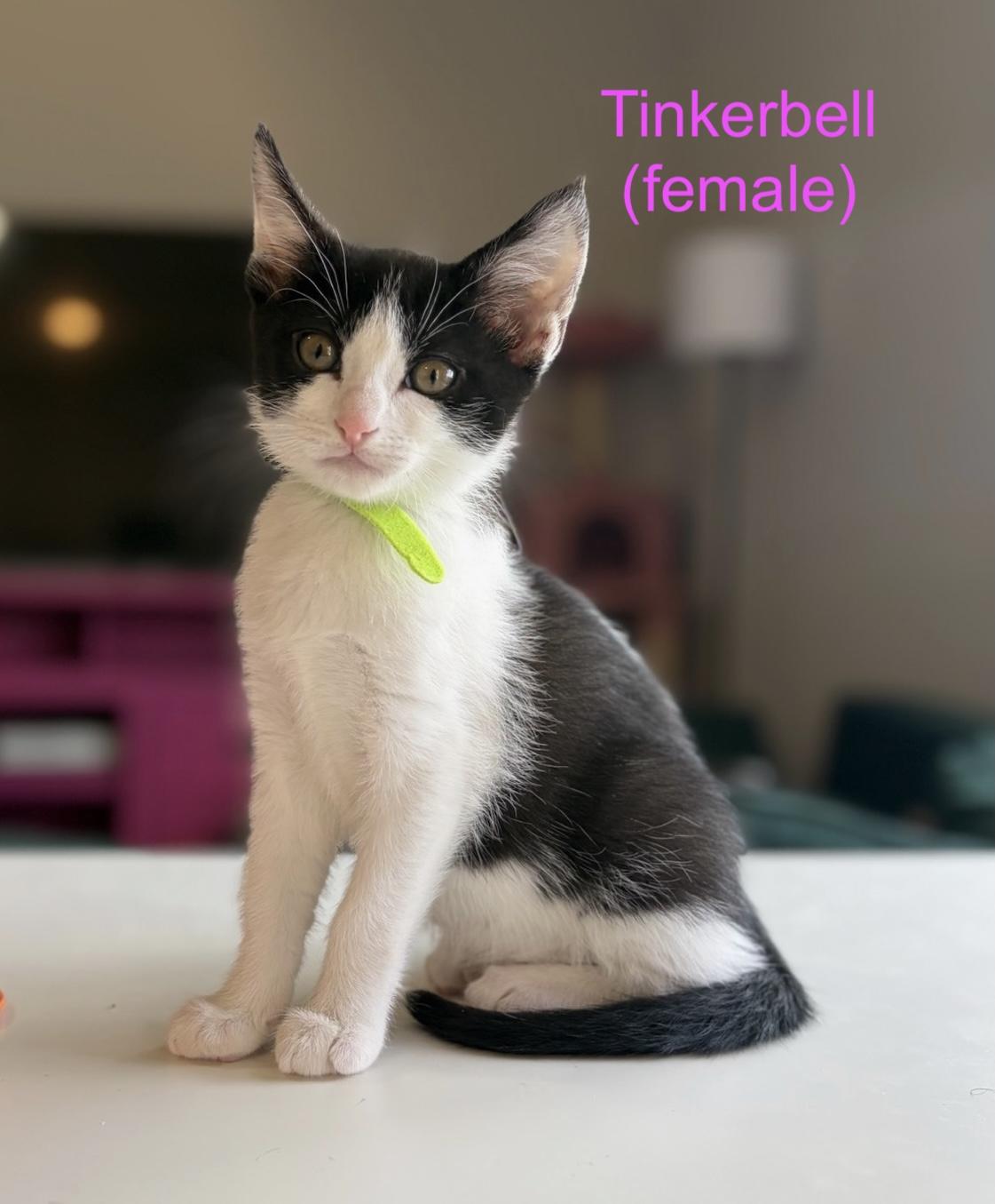 Tinkerbell, ADOPTABLE, Kitten Female Domestic Short Hair.