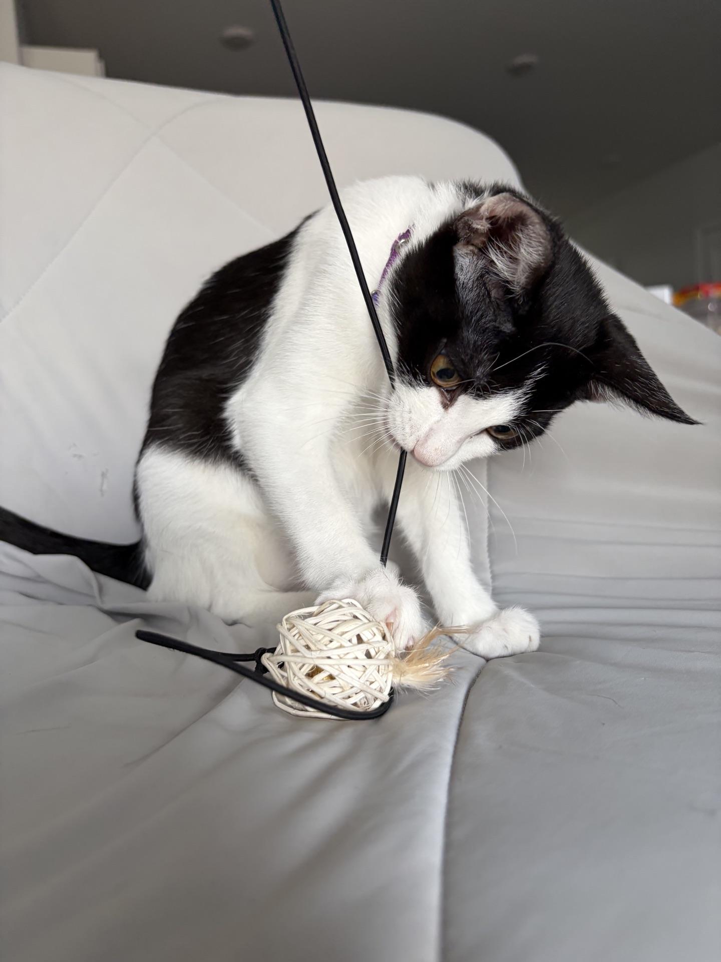 Enlarge Tinkerbell...sprinkling a little magic wherever her paws wander, a ADOPTABLE Domestic Short Hair in Murfreesboro, TN image 3/4